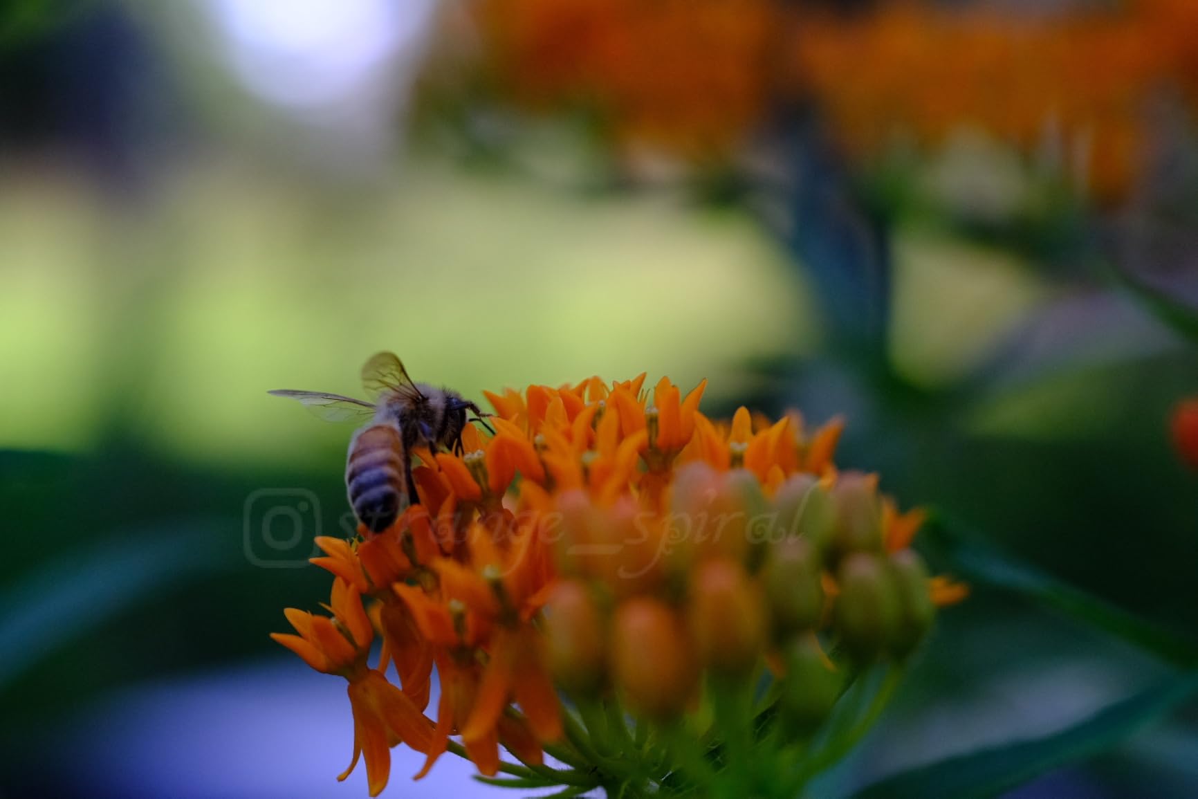 40mm F2.8 Macro APS-C Lens for X-Mount (Fujifilm) customer photo 1