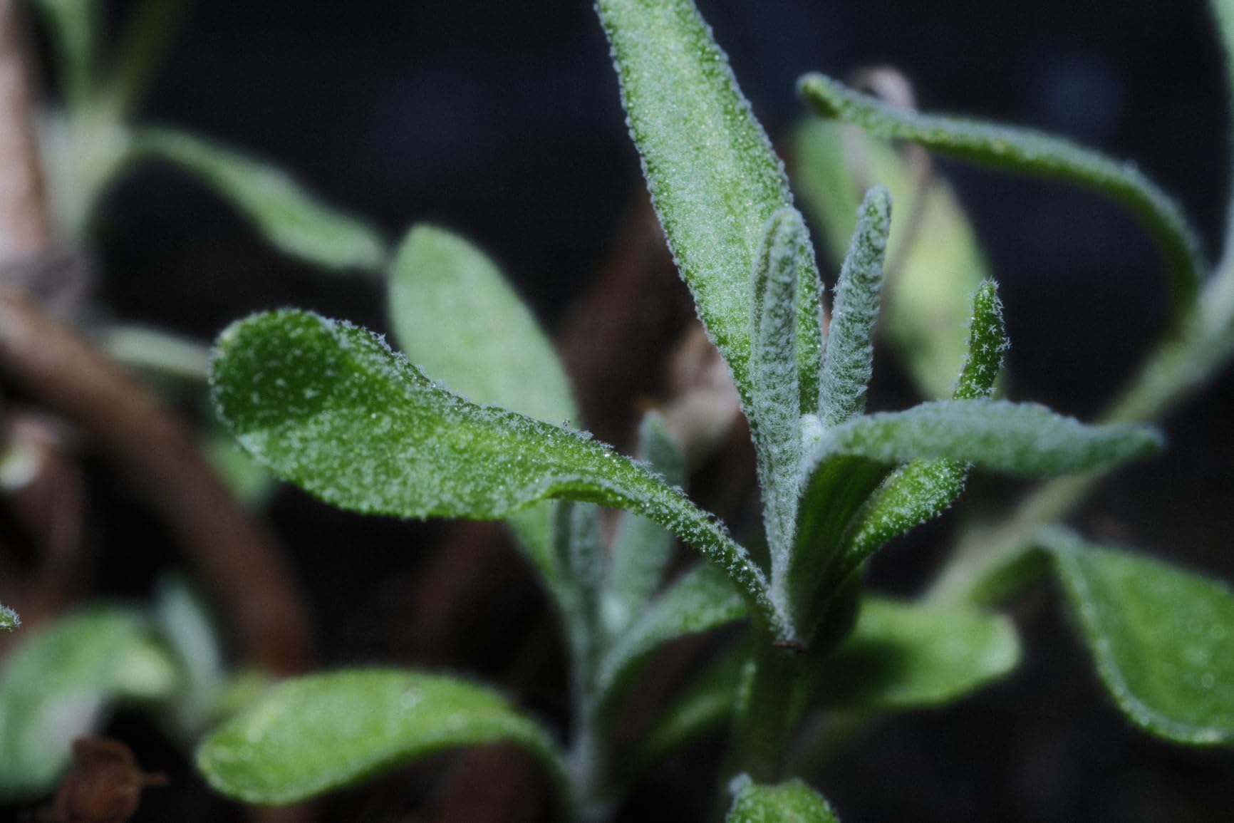 40mm F2.8 Macro APS-C Lens for X-Mount (Fujifilm) customer photo 2