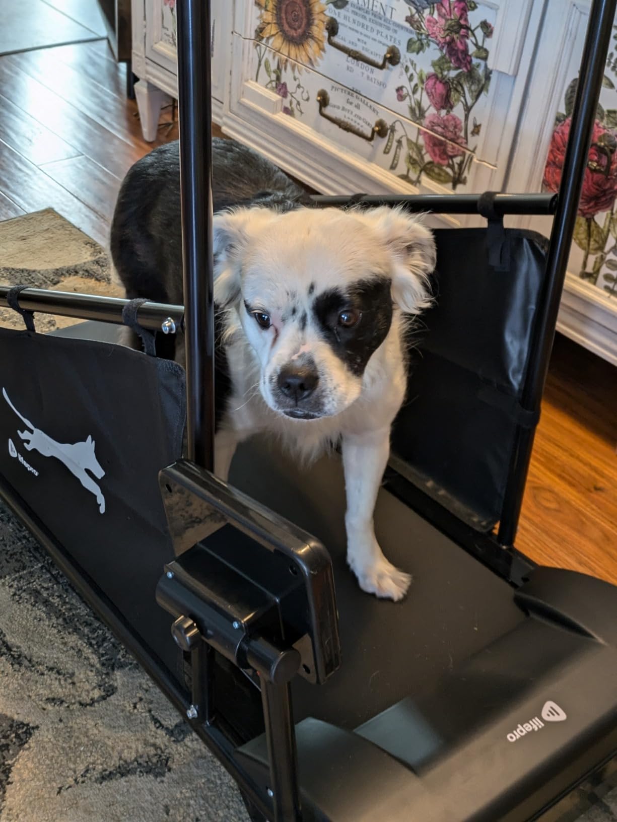 Lifepro PawRunner Dog Treadmill for Small & Medium Dogs, Remote Control | Indoor Dog Exercise Treadmill, Quiet Motor, Manual Incline, Safety Key, LCD Display for Small & Medium Dogs up to 130 lb customer photo 1