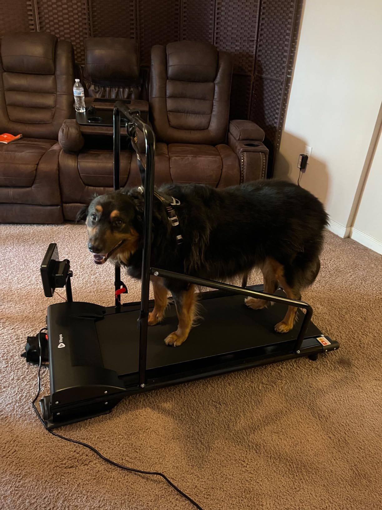 Lifepro PawRunner Dog Treadmill for Small & Medium Dogs, Remote Control | Indoor Dog Exercise Treadmill, Quiet Motor, Manual Incline, Safety Key, LCD Display for Small & Medium Dogs up to 130 lb customer photo 2