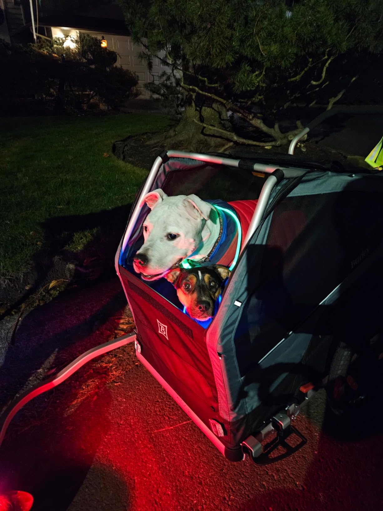 Burley Bark Ranger Pet Bike Trailer customer photo 2