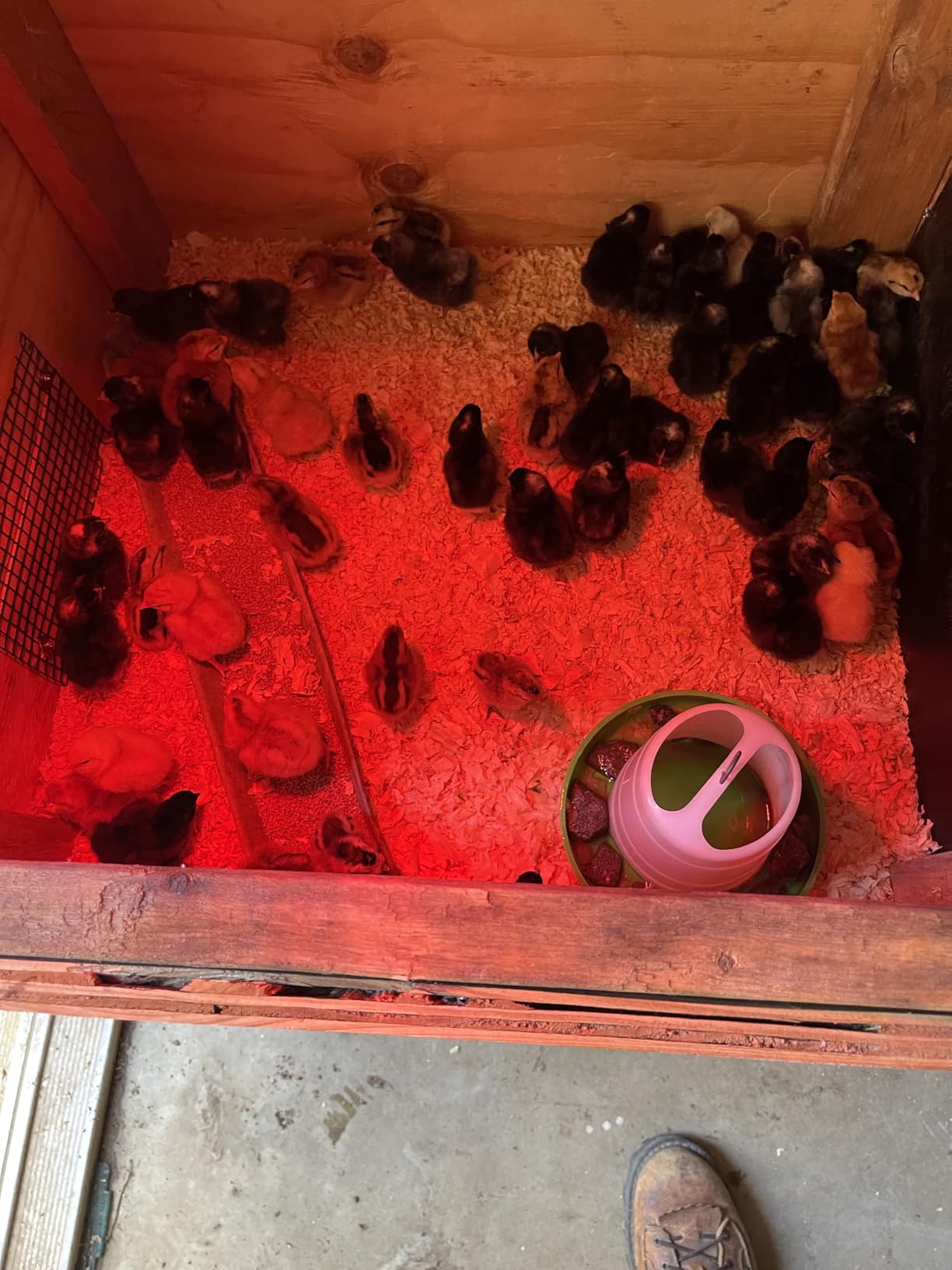 Incubators for Hatching Eggs - 180 Egg Incubator Setter & Hatcher with Automatic Turner & Digital Humidity Control Cabinet, Large Chicken Incubator & Quail Egg Incubator by Hatching Time customer photo 2