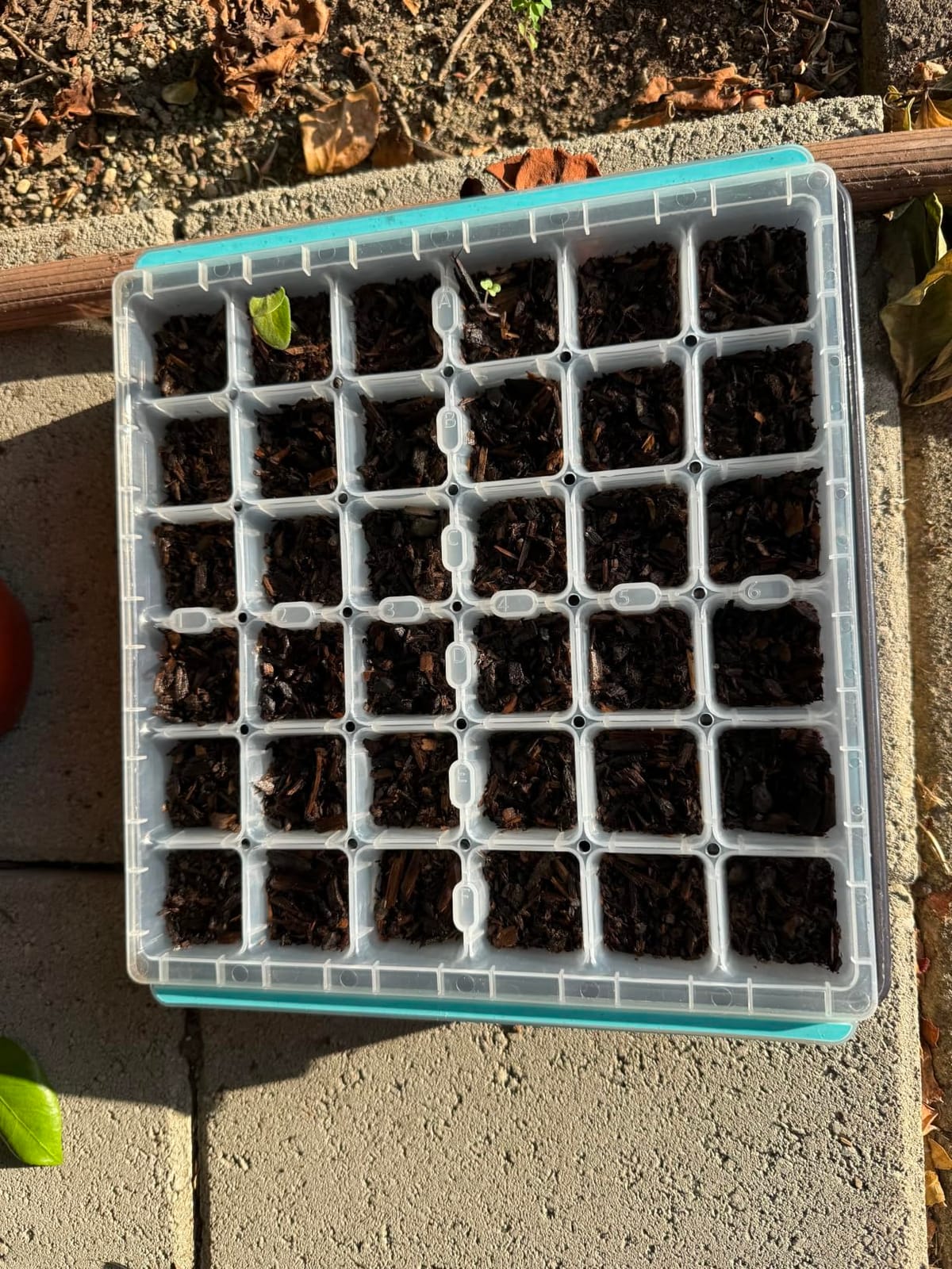 Burpee SuperSeed 36-Cell Reusable Seed Starting Tray for Indoor Seedlings | Flexible silicone cells pop out seedlings for easy transplanting. Ideal for starting vegetable, flower and herb seeds indoor. customer photo 2