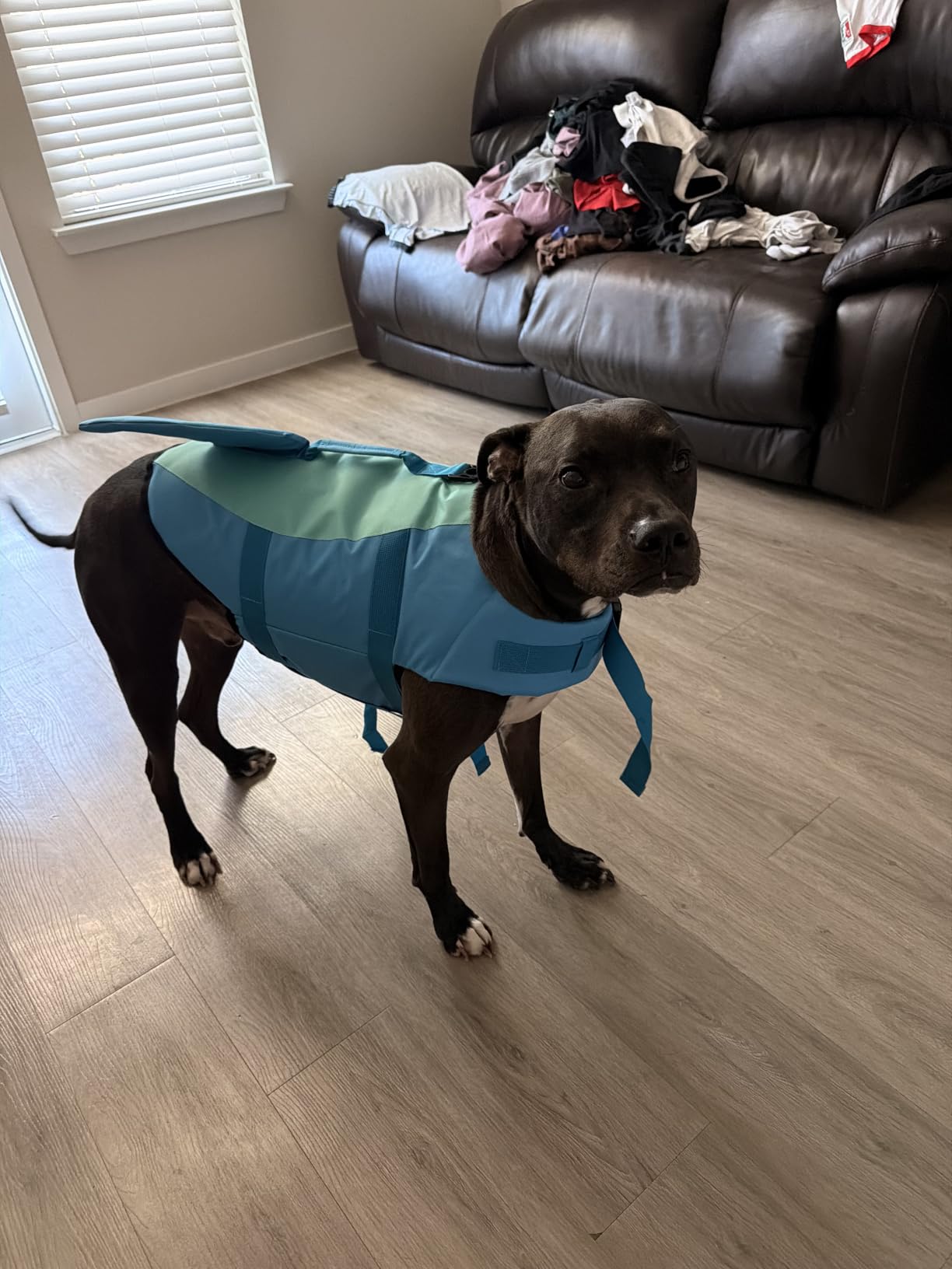 EMUST Dog Life Jacket, Ripstop Dog Lifesaver Vests with Rescue Handle for Small Medium and Large Dogs, Pet Safety Swimsuit Preserver for Swimming Pool Beach Boating (XS,Pool Blue) customer photo 1