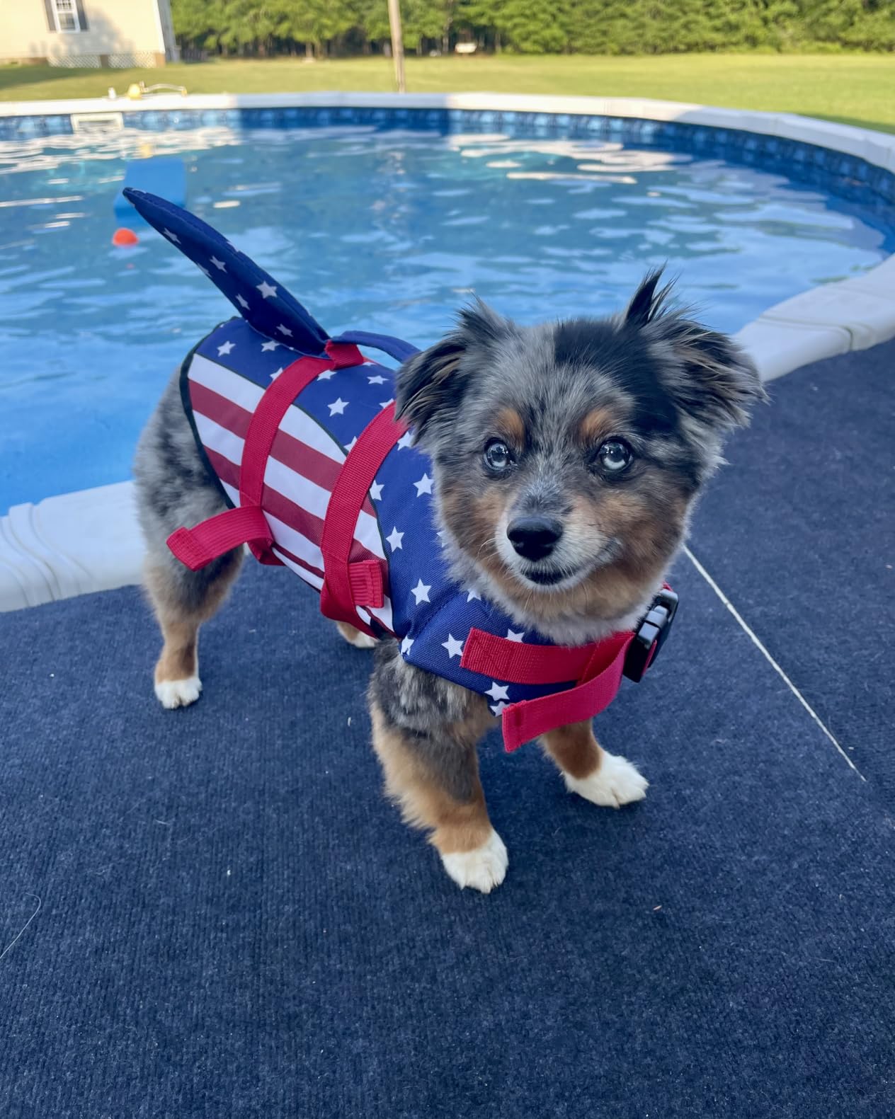EMUST Dog Life Jacket, Ripstop Dog Lifesaver Vests with Rescue Handle for Small Medium and Large Dogs, Pet Safety Swimsuit Preserver for Swimming Pool Beach Boating (XS,Pool Blue) customer photo 2