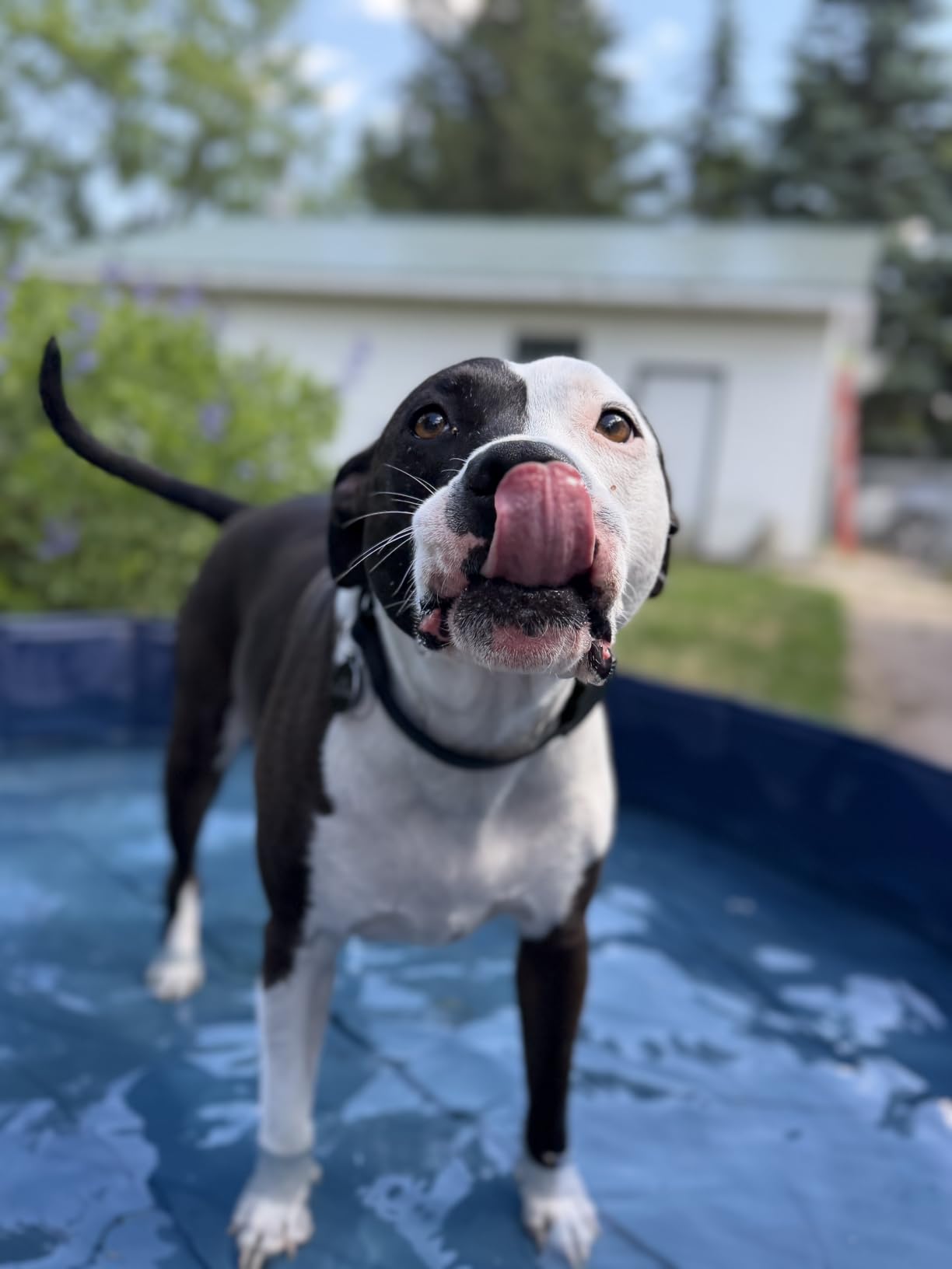 Niubya Foldable Dog Pool, Collapsible Plastic Dog Swimming Pool, 72x12in | Portable Bath Tub for Large Pets Dogs, Pet Wading Pool Indoor and Outdoor Use customer photo 2