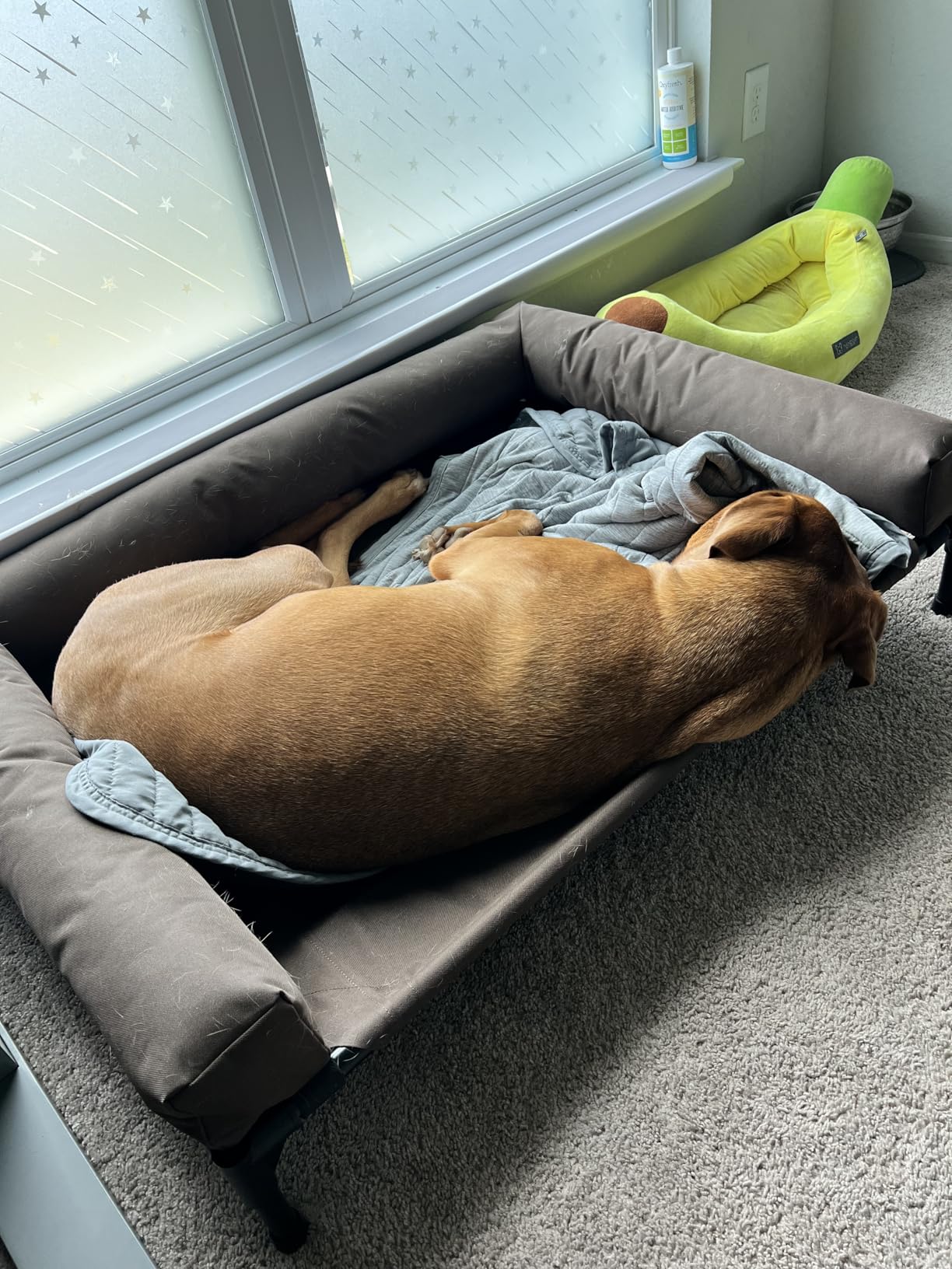 K&H Outdoor Elevated Dog Bed, Bolster Pet Cot, Medium 32x25in, Charcoal | Pet Cot for Medium & Large Pets, Washable Mesh Center Hammock with Removable Washable Bolsters, Indoor / Outdoor Dog Bed customer photo 2