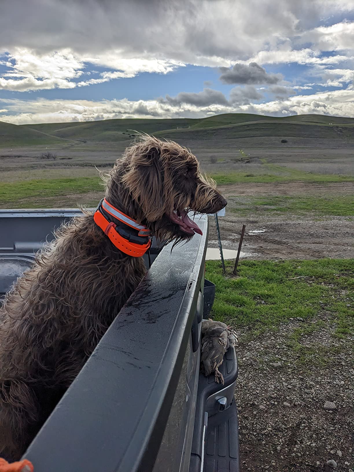 Dogtra Pathfinder 2 GPS Dog Tracker e Collar 9 Mile Long Range LED Light No Monthly fees Free App Waterproof Smartwatch Control Satellite Real Time Tracking Multiple Dogs Smartphone Required customer photo 2