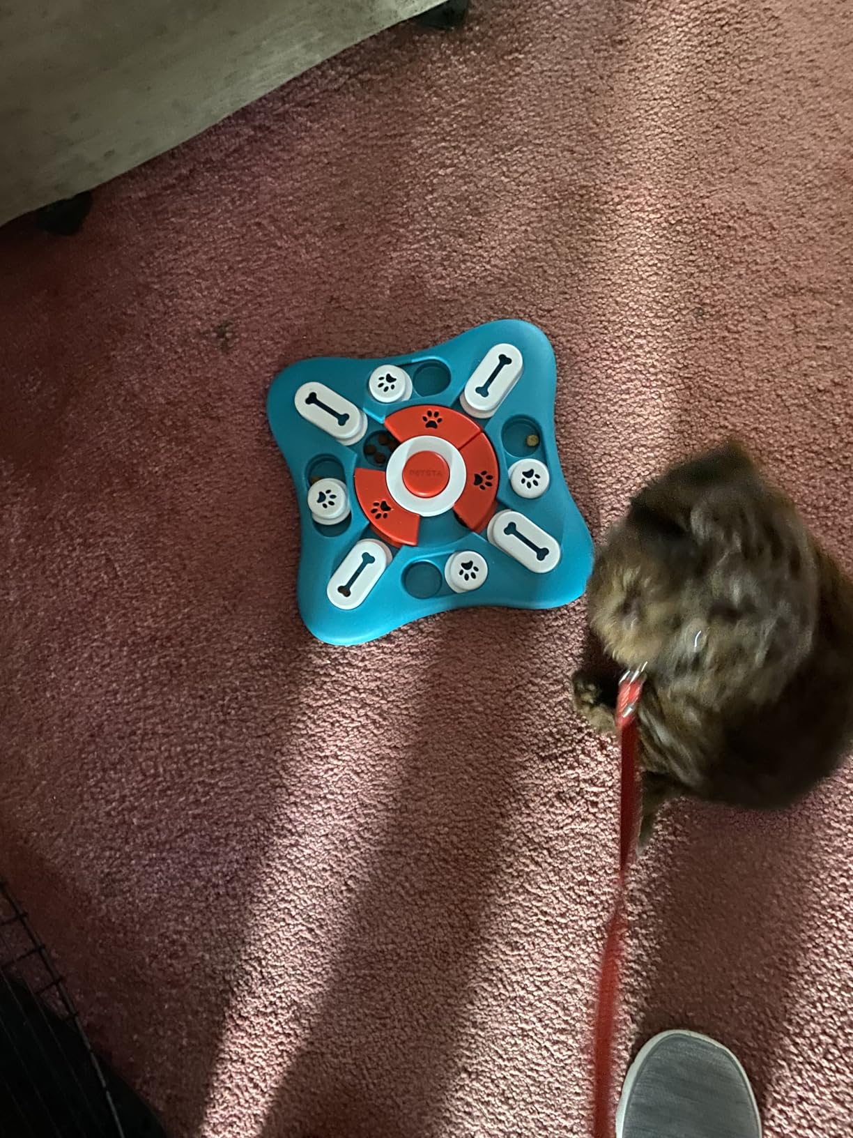 PETSTA Dog Puzzle Toys, Treat Dispensing Dog Enrichment Toys for IQ Training and Brain Stimulation, Interactive Mentally Stimulating Toys as Gifts for Puppies, Cats, Dogs customer photo 1