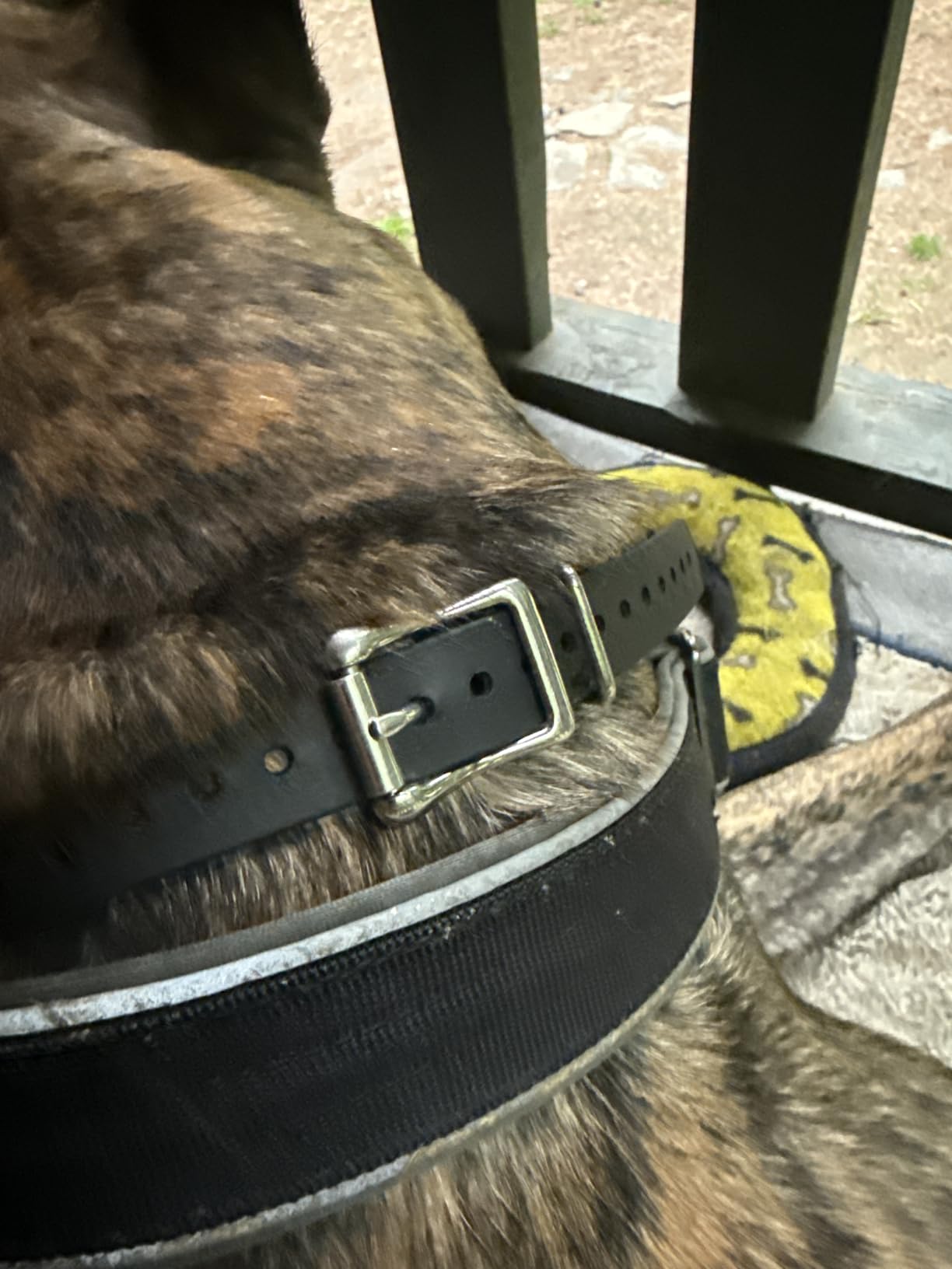 Garmin Delta SE Bundle - Handheld & Dog Device | Three-button handheld, supports up to two dogs, tone, vibration and water resistance customer photo 2