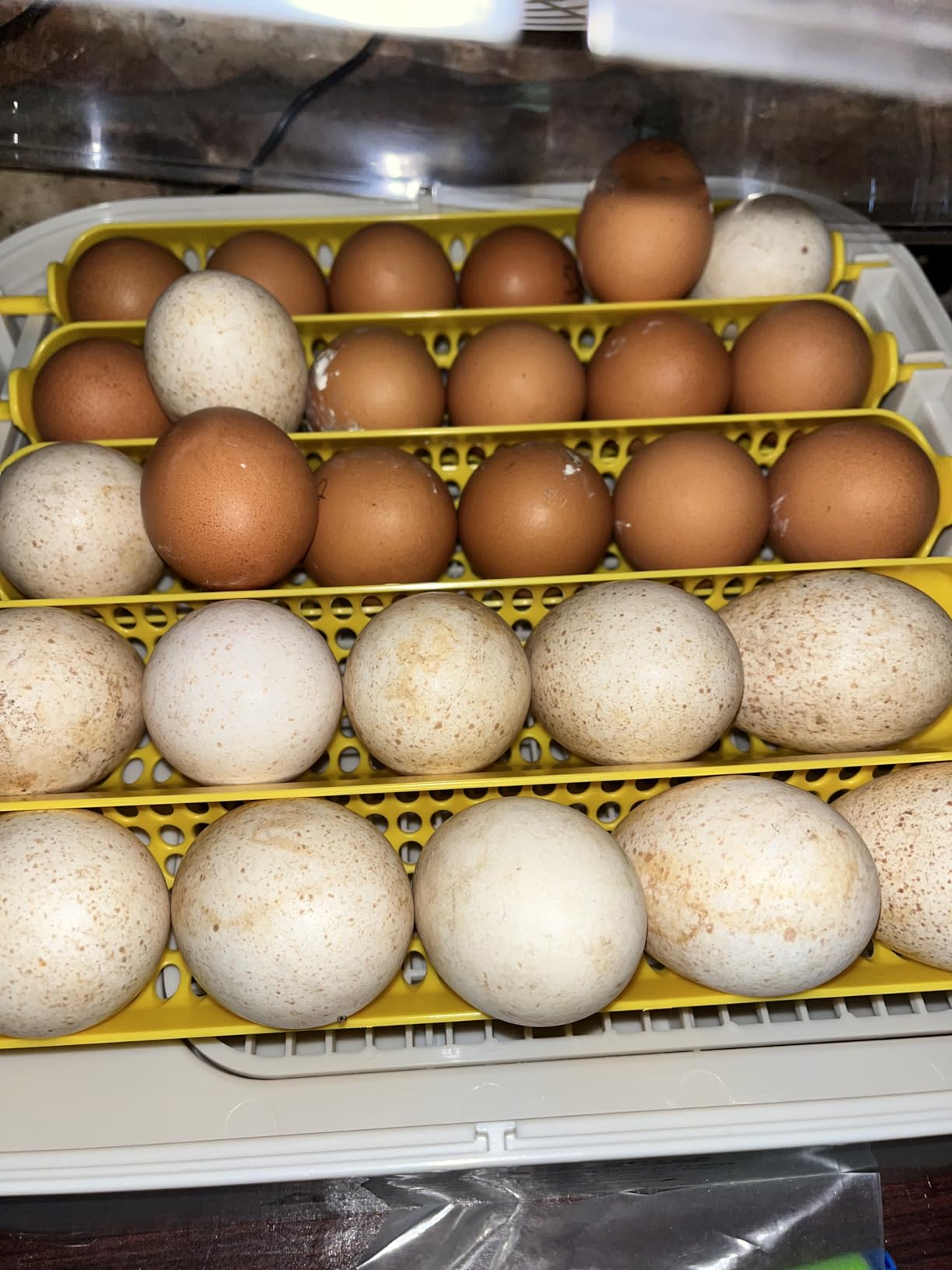MATICOOPX 30 Egg Incubator with Humidity Display, Egg Candler, Automatic Egg Turner, for Hatching Chickens customer photo 1
