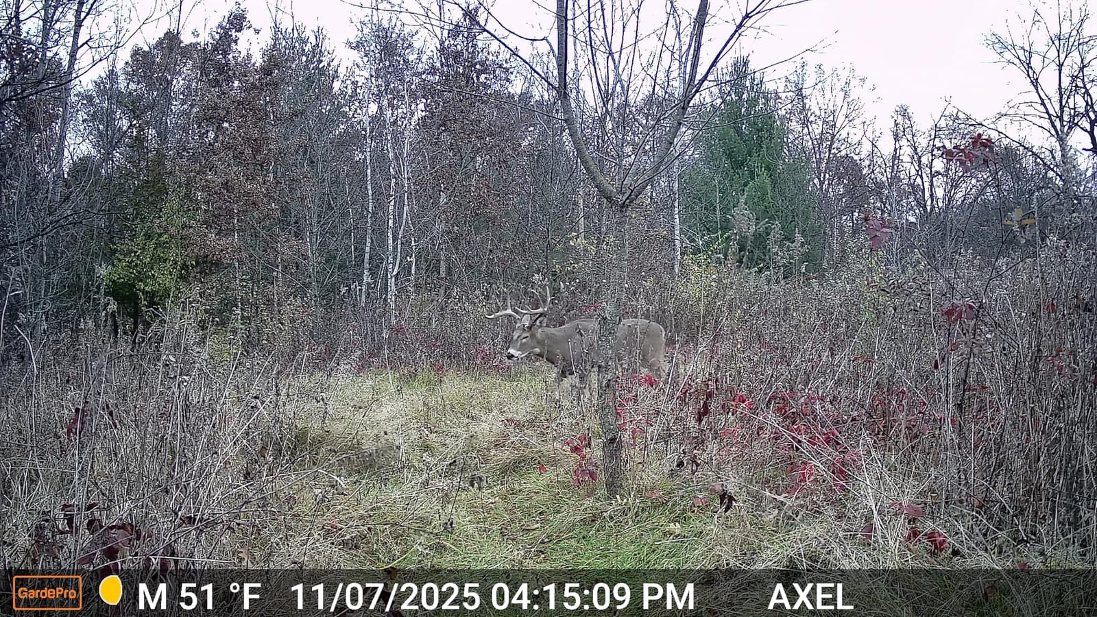 GardePro E5S Trail Camera, 64MP Photo & 1296P HD Video | 0.1s Trigger, 100ft No-Glow Night Vision, Motion Activated, Non-Cellular, Non-WiFi customer photo 1