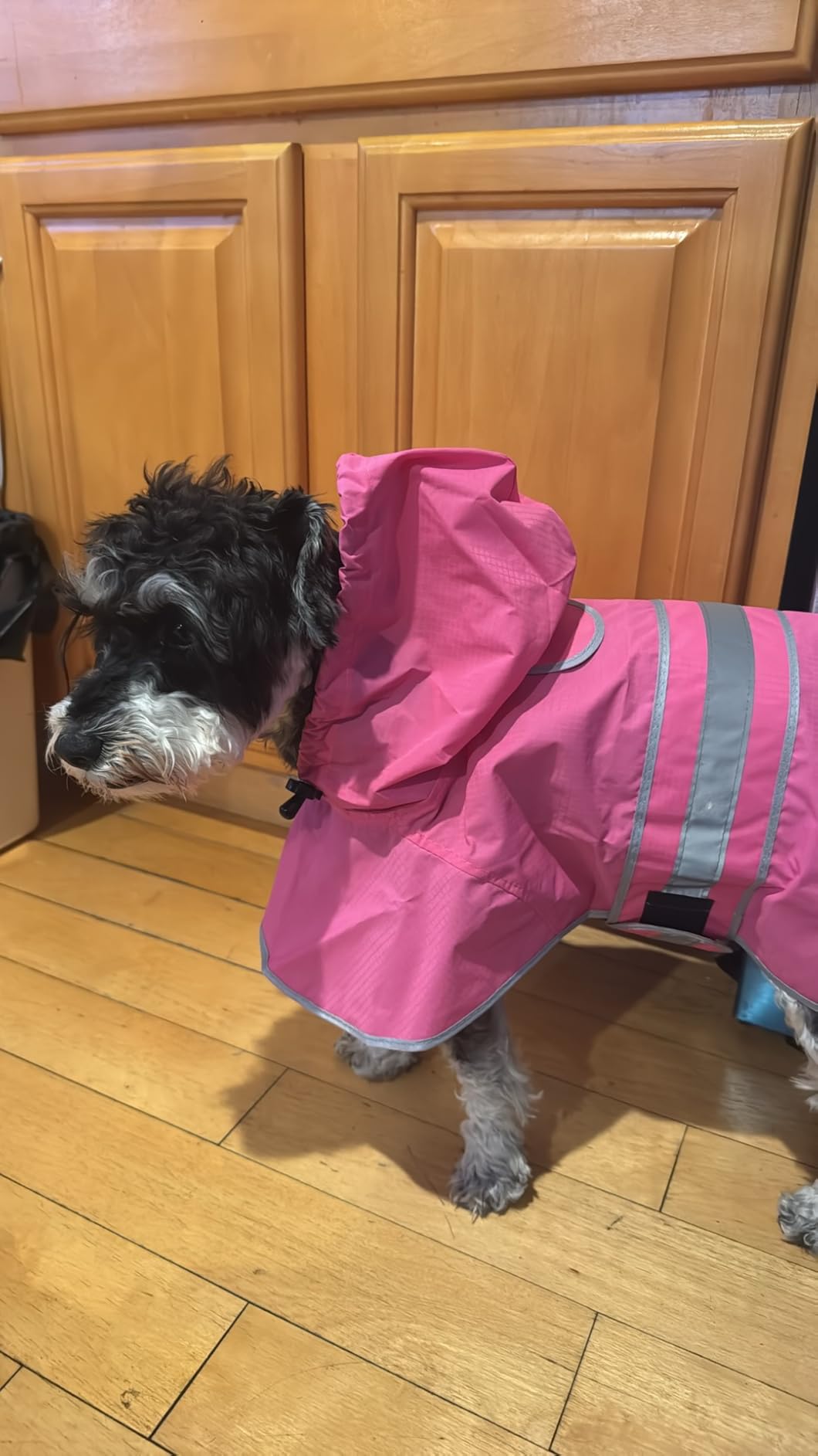 Reflective Dog Rain Coat - Waterproof Adjustable Pet Rain Jacket, Lightweight Dog Hooded Poncho Raincoat for Small to X-Large Dogs and Puppies customer photo 2