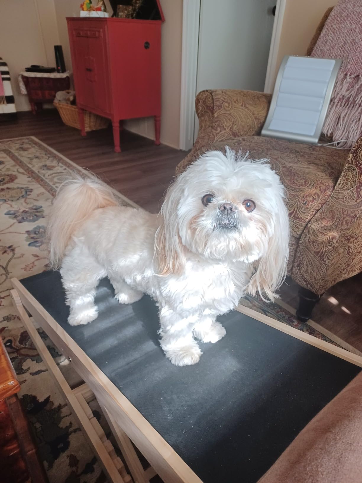 Woohoo Dog Ramp for Couch & Bed, Adjustable Wooden Ramp for Dogs customer photo 1
