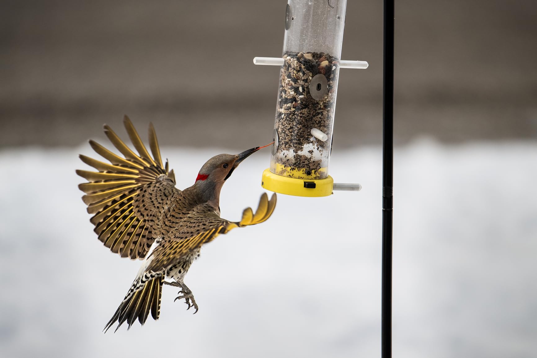NIKKOR Z 400mm f/4.5 VR S Black | 400mm f/4.5 S-Line lens with 6-stop VR and STM motor for wildlife, sports and aircraft customer photo 2