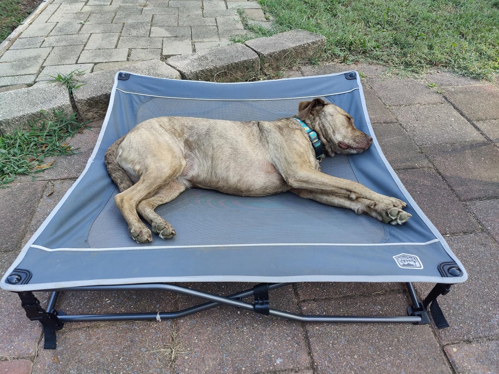 TIMBER RIDGE Outdoor Dog Bed, Cooling Elevated Pet Bed Portable Raised Dog Bed with Breathable Mesh, Dog Bed Foldable Dog Cot for Indoor & Outside, Grey customer photo 2