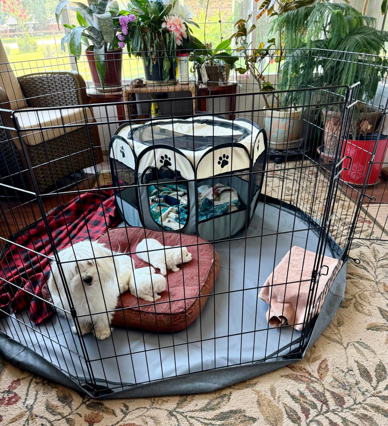 PETIME Foldable Metal Dog Exercise Pen/Pet Puppy Playpen Kennels Yard Fence Indoor/Outdoor 8 Panel 24