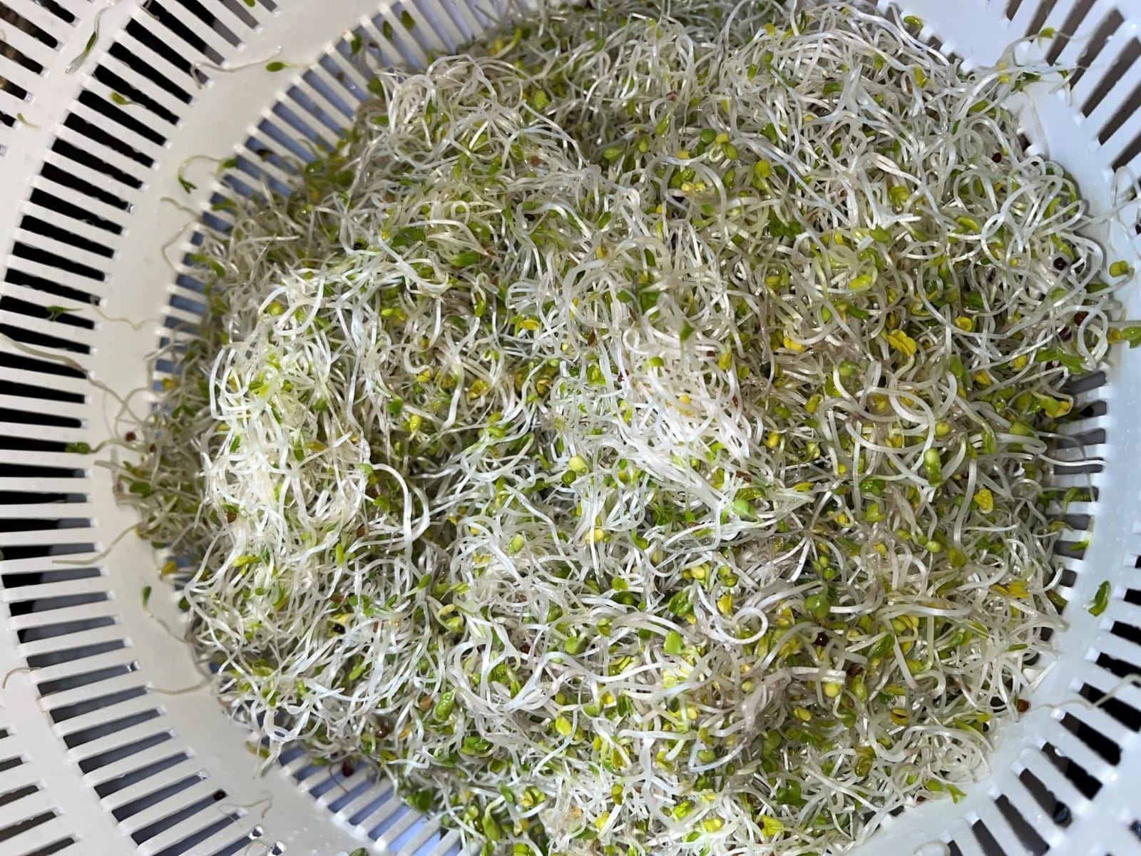 Premium Sprouting Jar Kit, 2-Wide Mouth Mason Jars with Mesh Sprout Lids | Sprouting Blackout Sleeves, Stand, Drip Tray, Professional Seed Sprouting Kit for Mung Bean, Alfalfa, Broccoli Sprout Growing customer photo 1