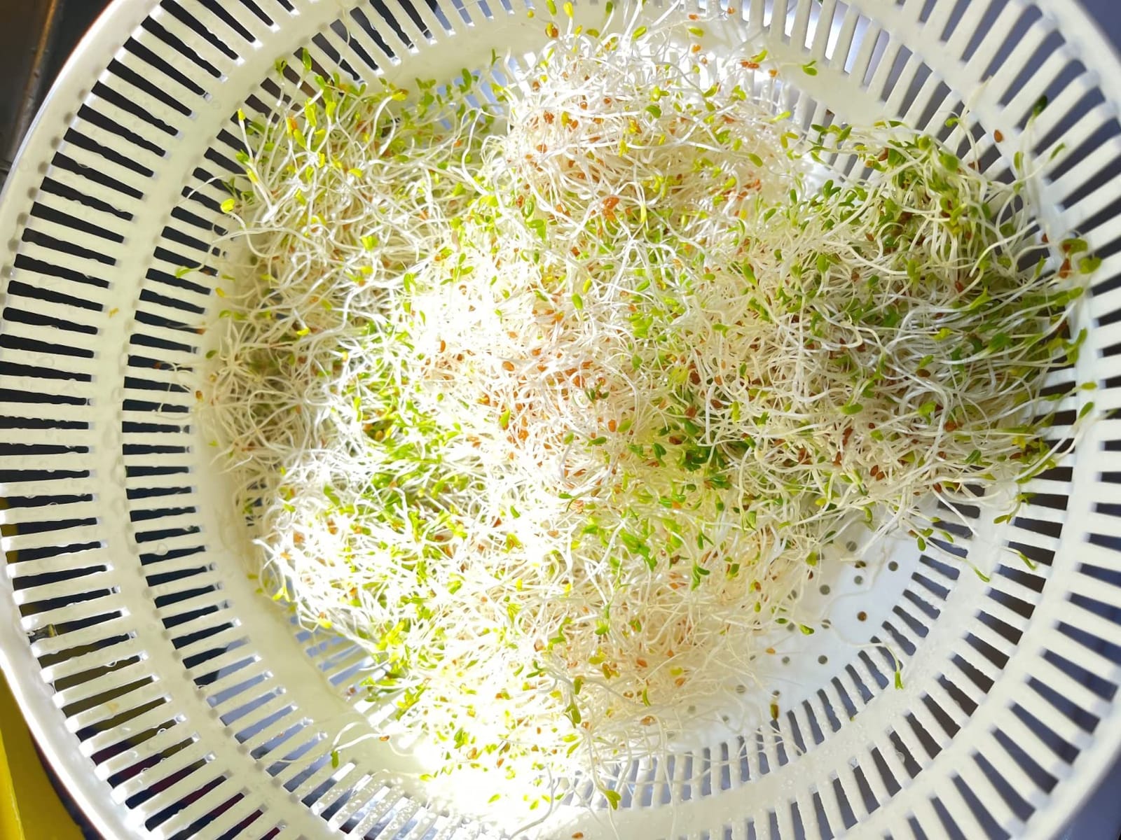 Premium Sprouting Jar Kit, 2-Wide Mouth Mason Jars with Mesh Sprout Lids | Sprouting Blackout Sleeves, Stand, Drip Tray, Professional Seed Sprouting Kit for Mung Bean, Alfalfa, Broccoli Sprout Growing customer photo 2