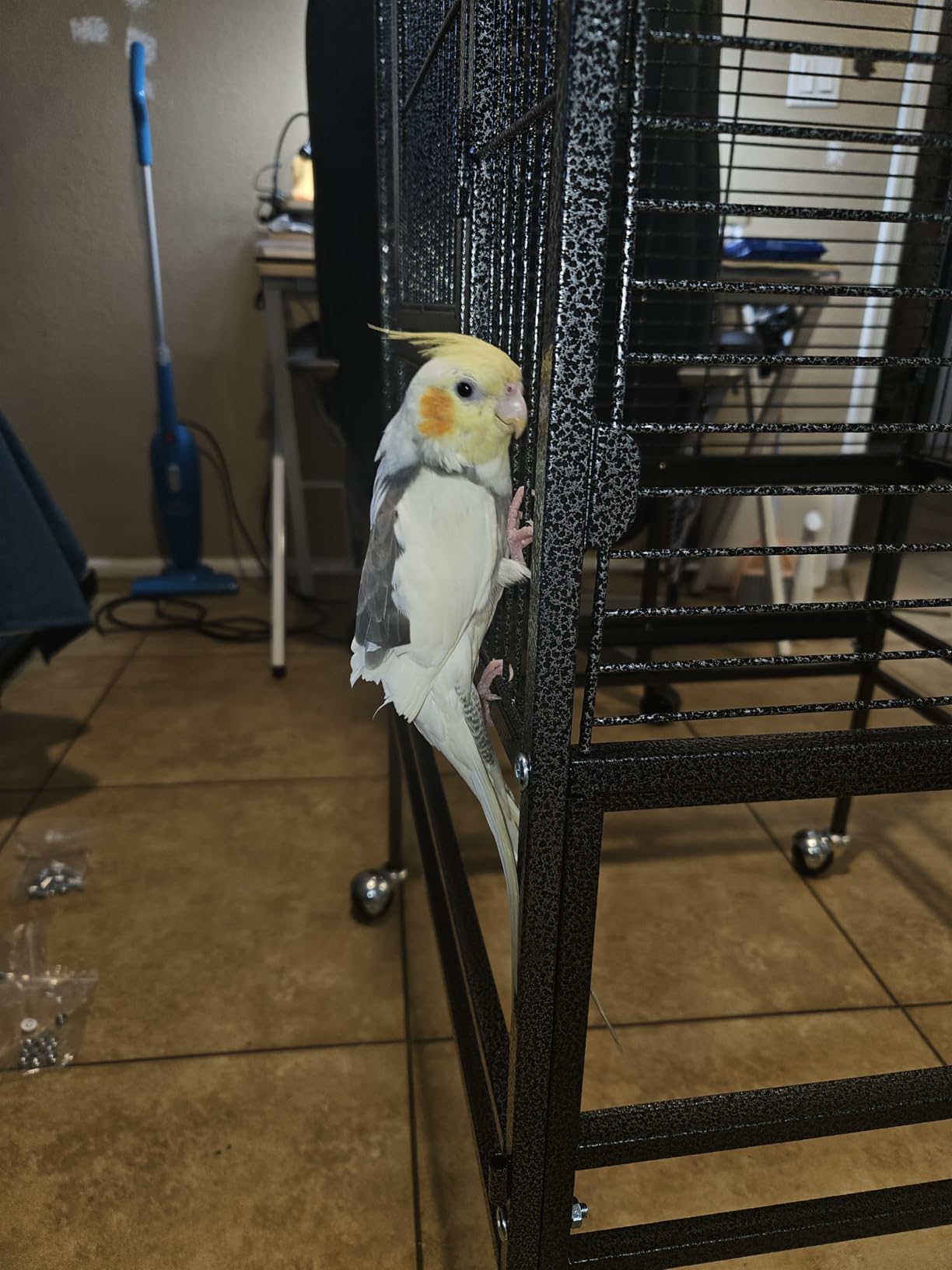 82 Inch Bird Cage, BOINN Bird Flight Cages with Rolling Stand & Bottom Tray, Wrought Iron Parrot Cage with PlayTop for Parakeet, Lovebirds, Ringneck, Cockatiels customer photo 1