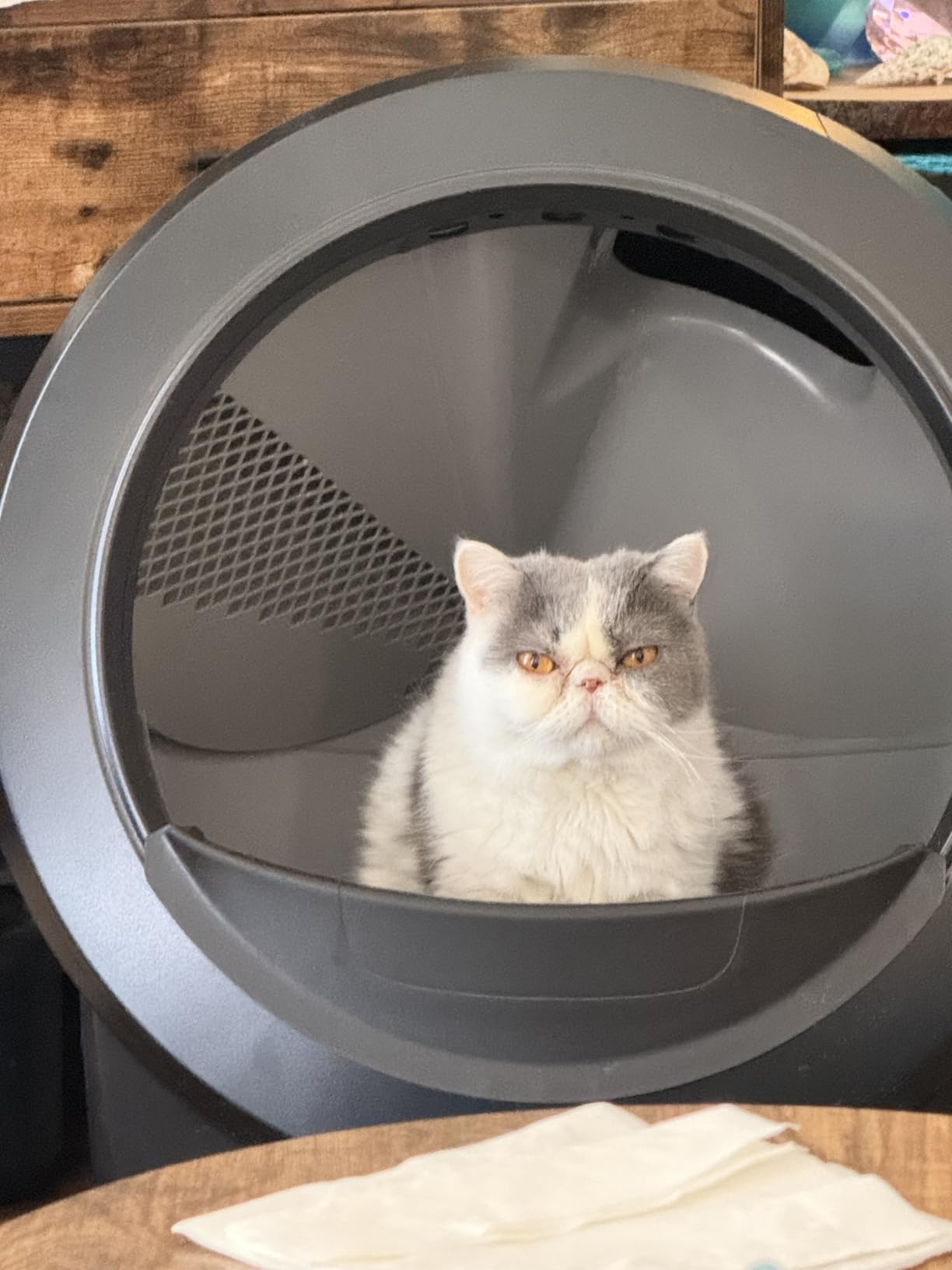 Litter-Robot 4, White - Automatic, Self-Cleaning Cat Litter Box, Helps Reduce Litter Box Odors, Works with Any Clumping Litter customer photo 2
