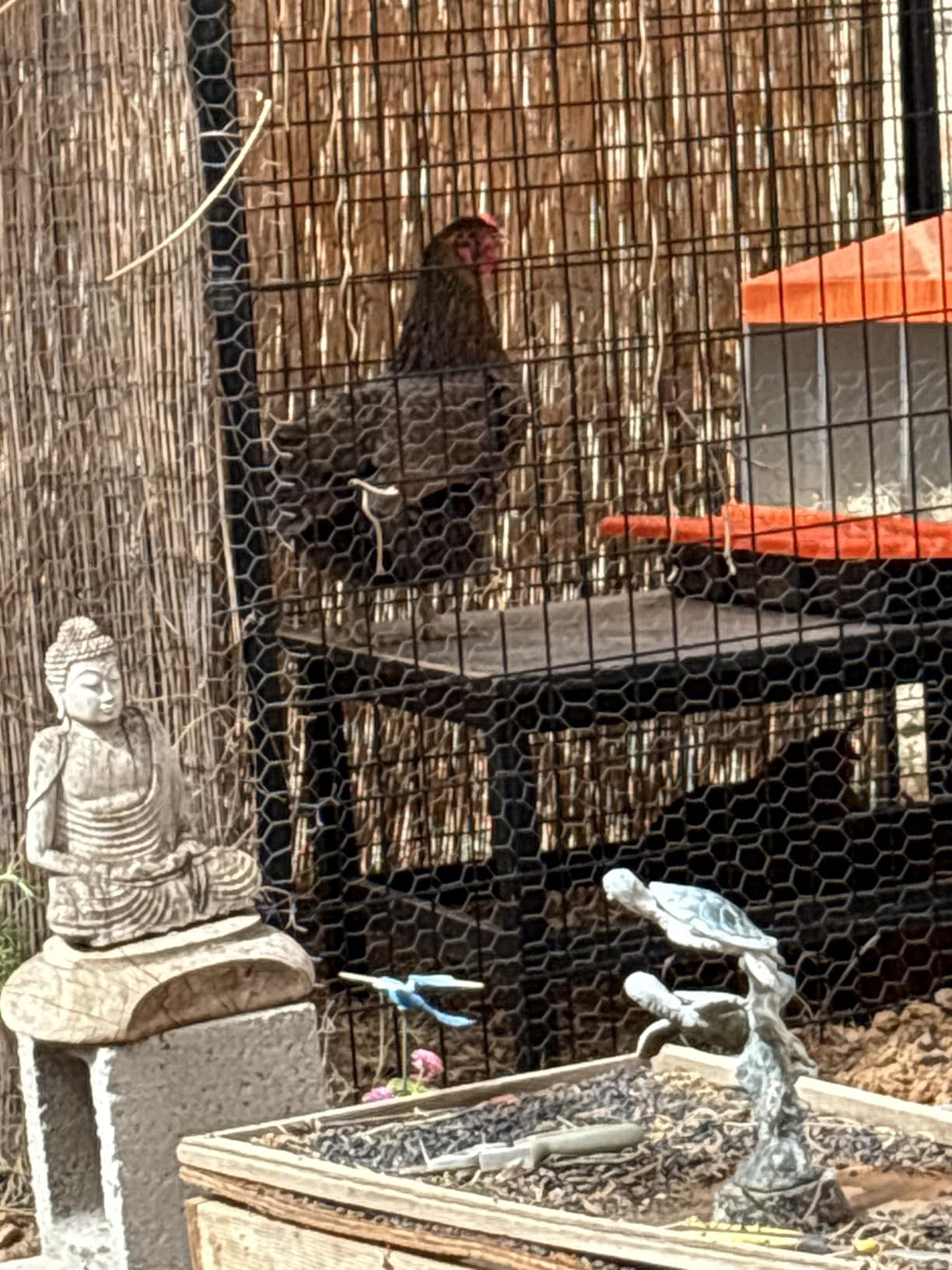ZenxyHoC Chicken Nesting Box Red 3 Compartments | Metal Egg Laying Box with Rollout Egg Collection & Swing Perch for Backyard Chicken customer photo 1