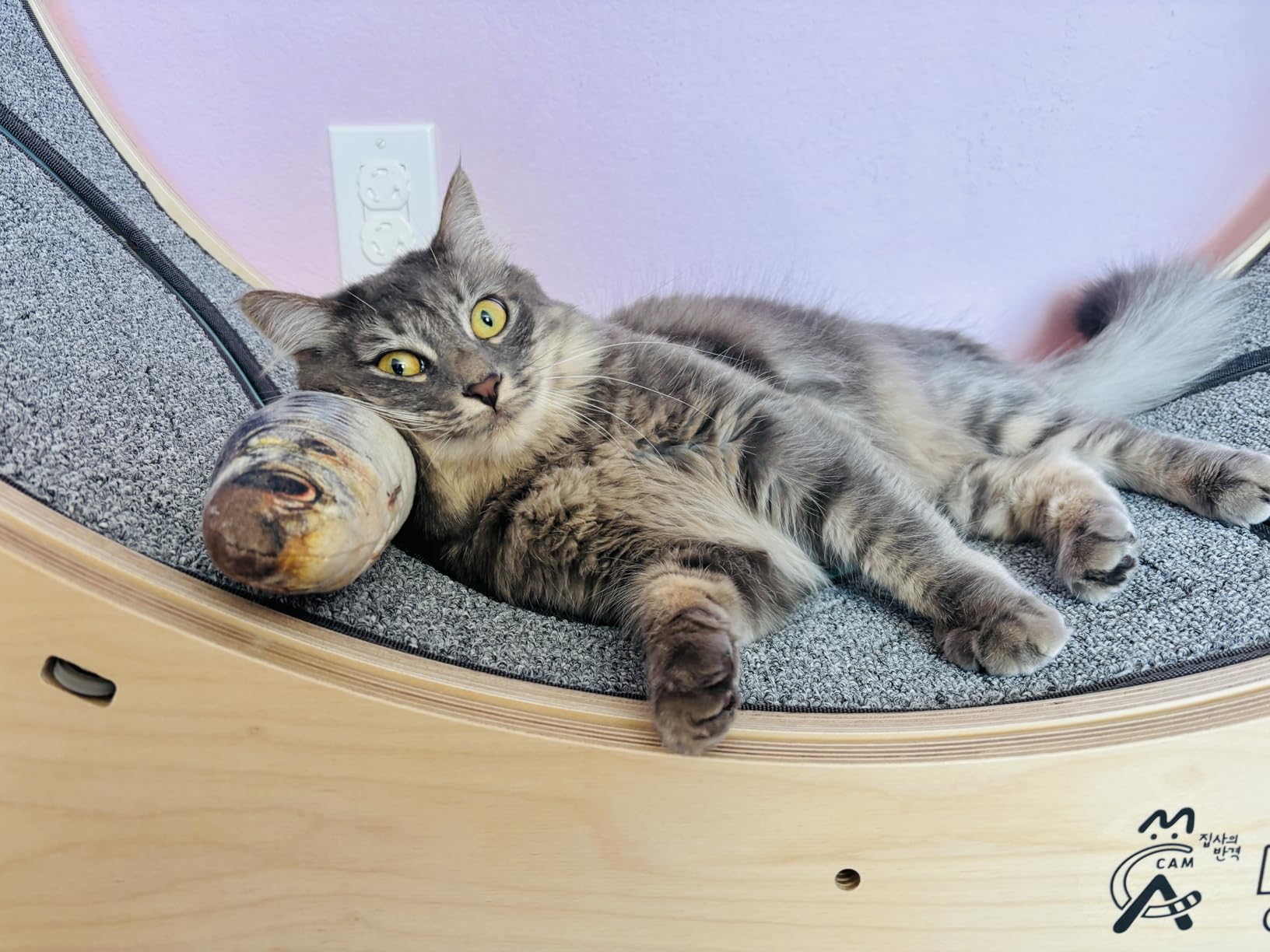 Star Cat Wheel, Cat Treadmill, Exercise Wheel for Running, Spinning, Scratching, and Climbing for Indoor Cats, Premium Birch Wood, Eco-Friendly, Moving Fish, Wide Running Track, 41.7 inch L Size customer photo 1