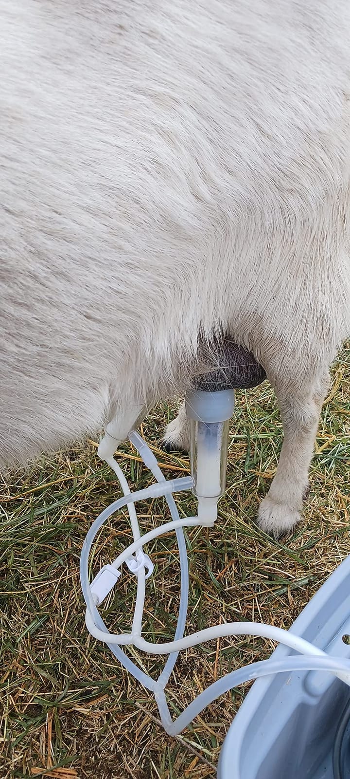3L Goat Rechargeable Battery Milking Machine with 2 Teat Cups, Steel Buckets for Goats customer photo 1