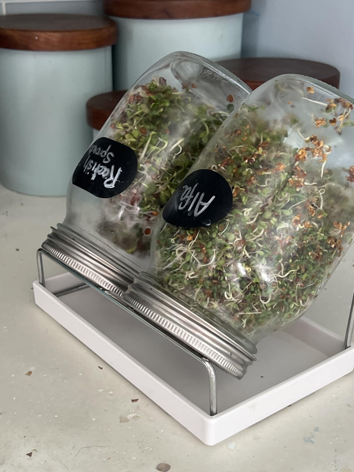 Seed Sprouting Jar Kit - 2 Wide Mouth Mason Jars with 316 Stainless Steel Sprouting Lids Covers, Drip Tray and Stand for Growing Broccoli Alfalfa Beans Sprout (Two Jars) customer photo 1
