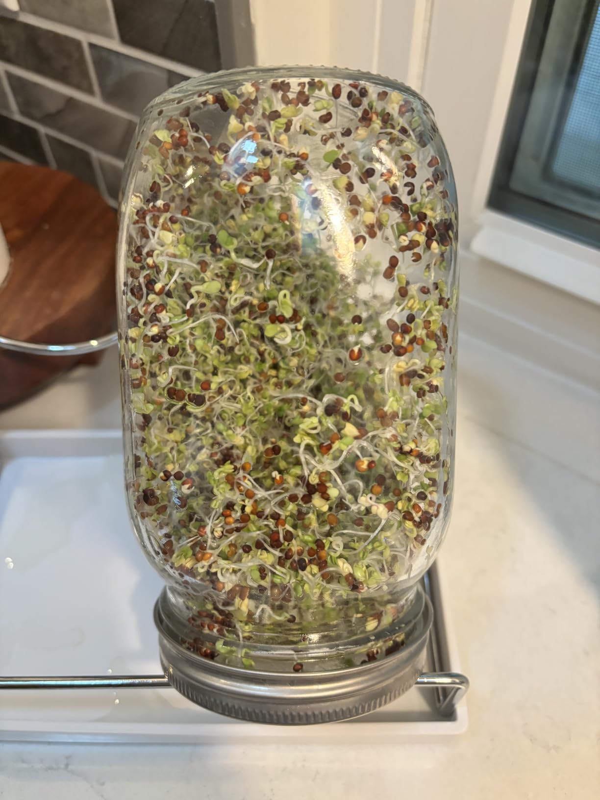 Seed Sprouting Jar Kit - 2 Wide Mouth Mason Jars with 316 Stainless Steel Sprouting Lids Covers, Drip Tray and Stand for Growing Broccoli Alfalfa Beans Sprout (Two Jars) customer photo 2
