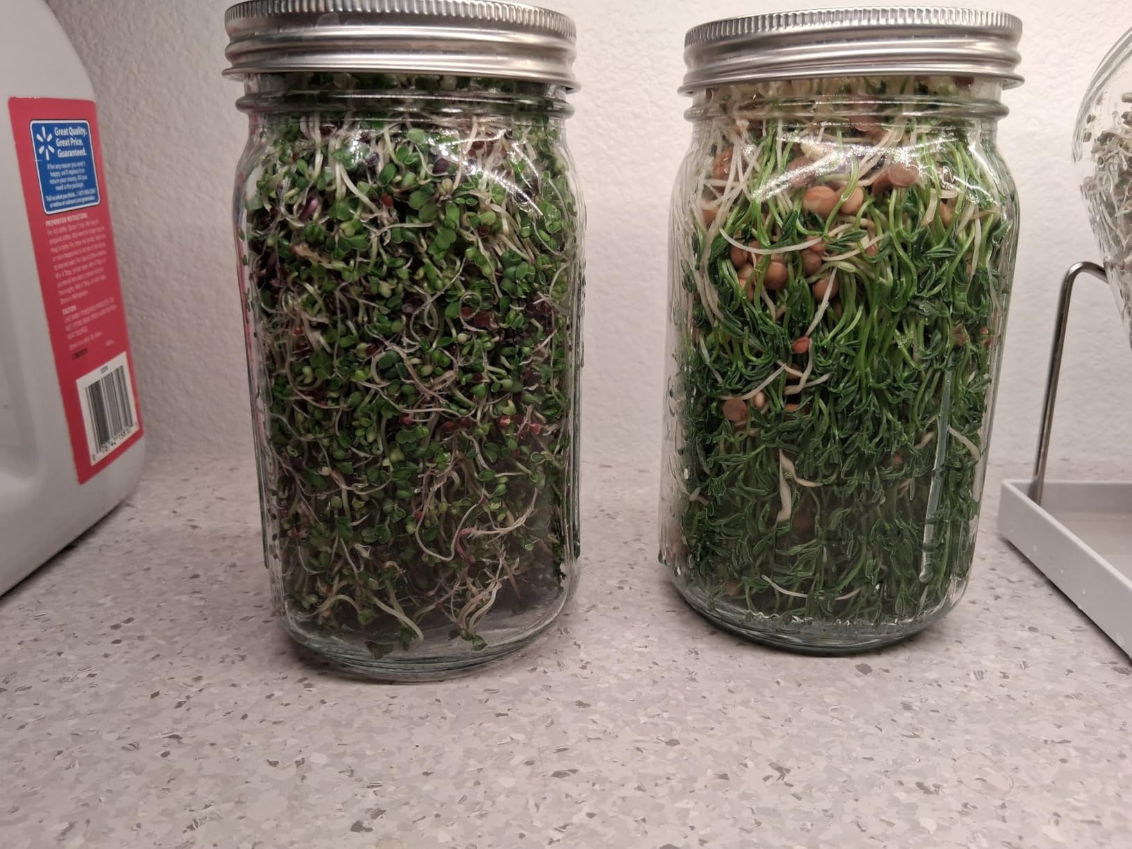 Kitmiido Seed Sprouting Kit, 2 Large Wide Mouth Mason Jars with Sprout Lids, Blackout Sleeves, Drain Tray, Stainless Steel Stand, Sprouts Growing Kit for Bean, Broccoli, Alfalfa (Yellow+Green) customer photo 2