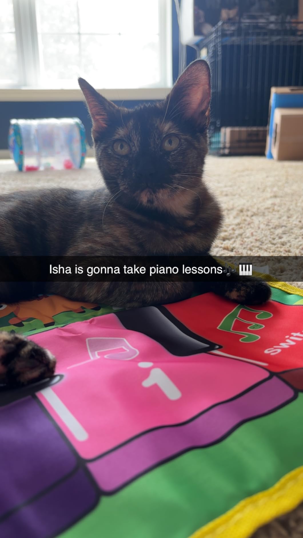 FOKI Floor Piano Mat, Toddler Toys for 1-5 Year Old Baby Boy Girl Gifts | Foldable musical play set with animal music cards customer photo 1