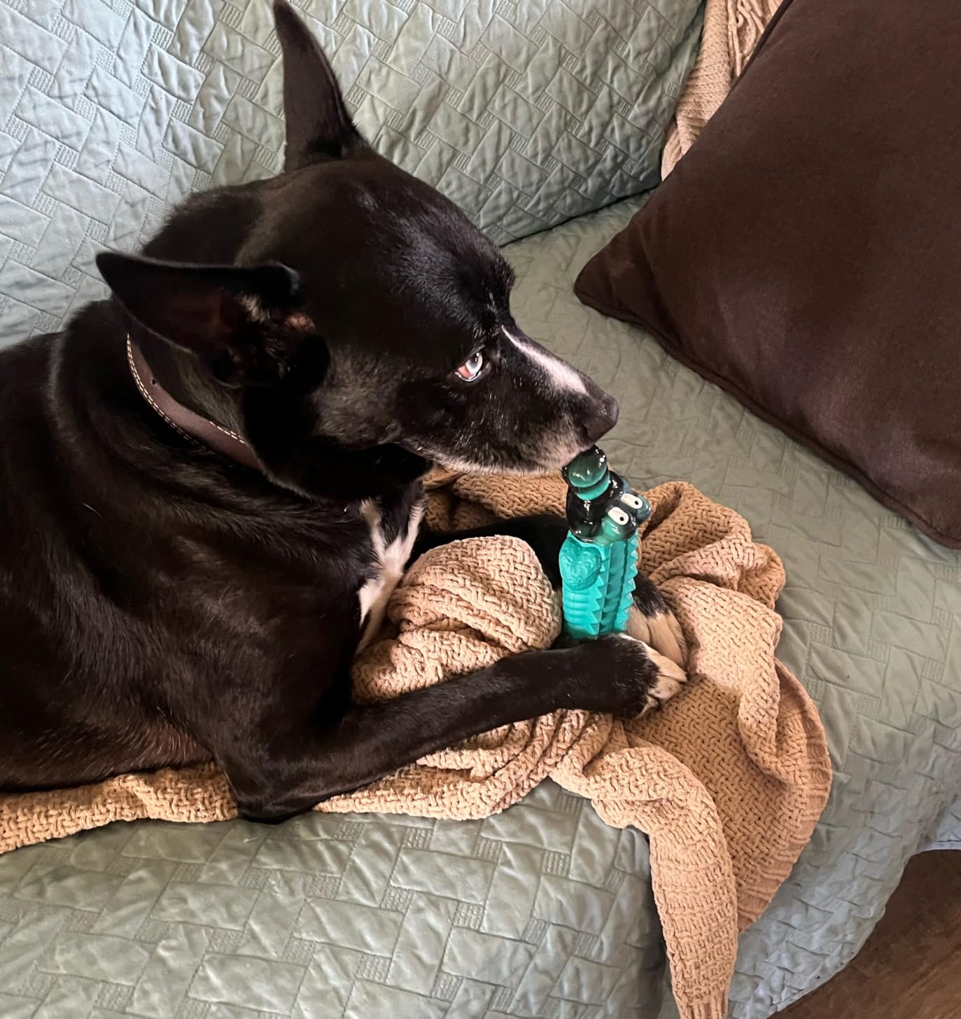 Jeefome Dog Toys for Aggressive Chewers | Teeth Cleaning Alligator Toy for Small Medium Large Breed, Keep Them Busy customer photo 1