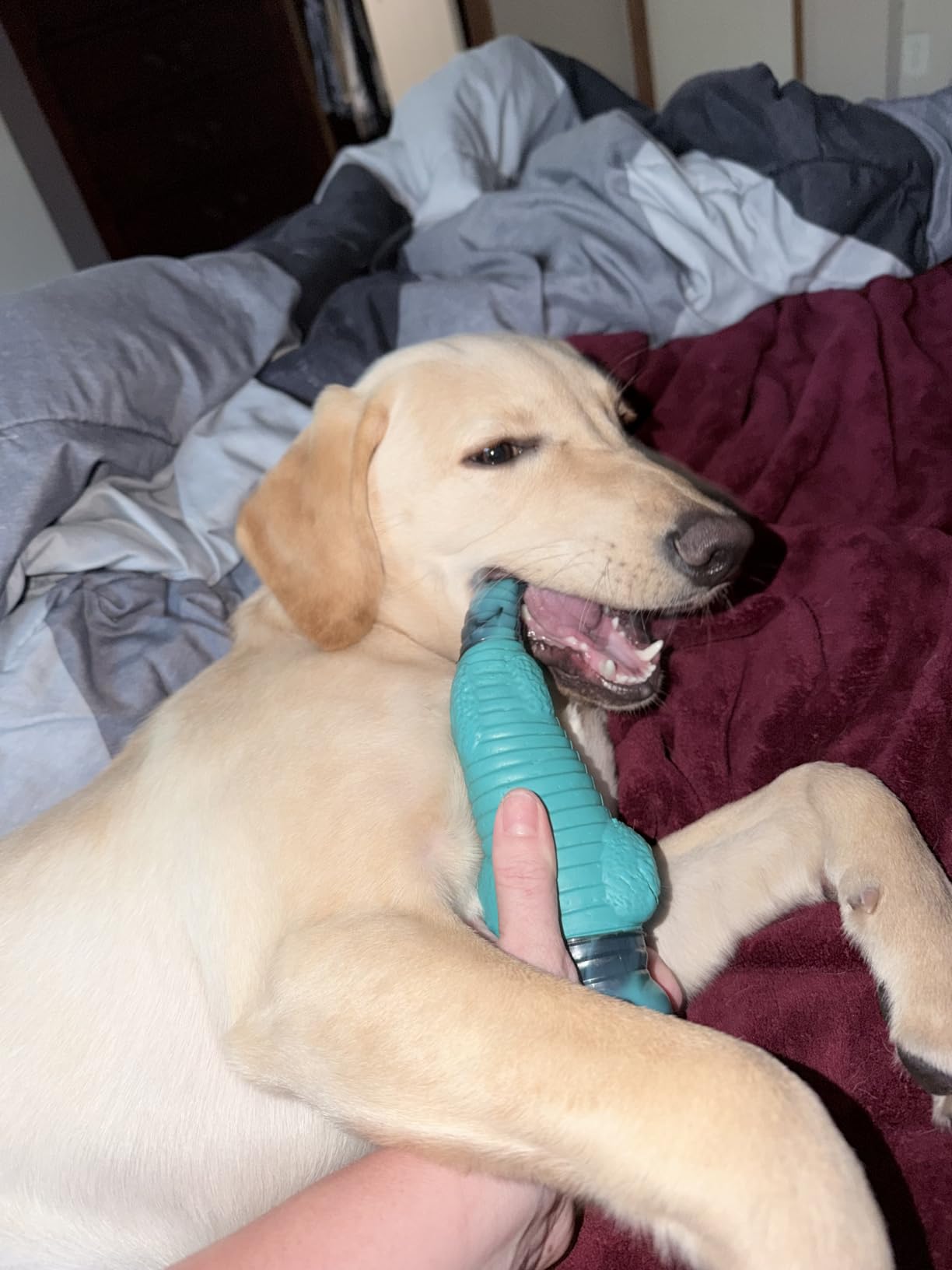 Jeefome Dog Toys for Aggressive Chewers | Teeth Cleaning Alligator Toy for Small Medium Large Breed, Keep Them Busy customer photo 2