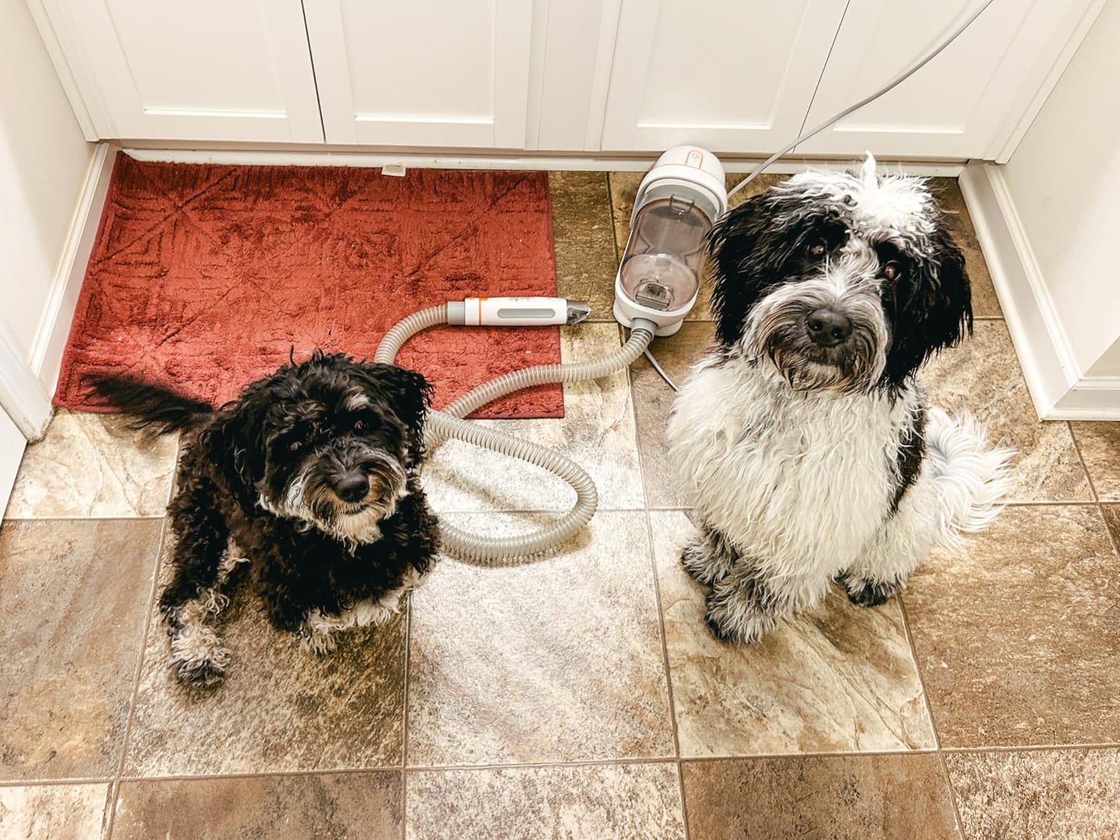 Afloia 6-in-1 Dog Grooming Vacuum Kit, Pet Clipper & Nail Grinder, 1.5L Dust Cup, 3 Suction Levels, Low-Noise (White) customer photo 1