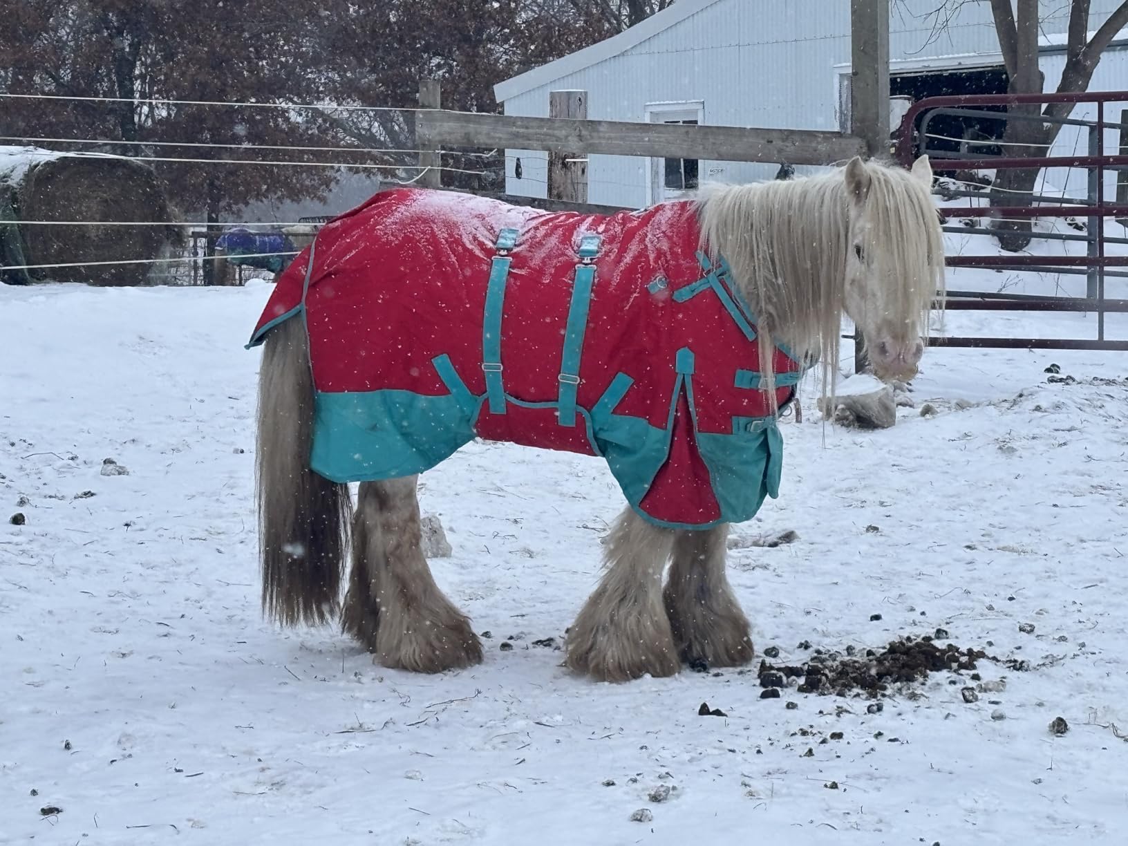HILASON 1200D Winter Waterproof Poly Horse Turnout Blanket Belly Wrap customer photo 1