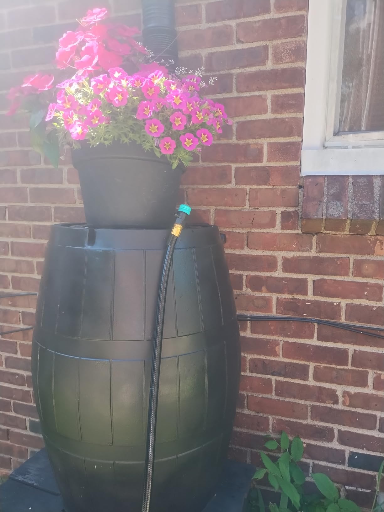 FCMP Outdoor Raincatcher, Flat-Back Rain Barrel with Spigots, 50 Gallon, Green - Portable Water Storage Container Tank with Spigots for Home, Garden, and Backyard customer photo 1