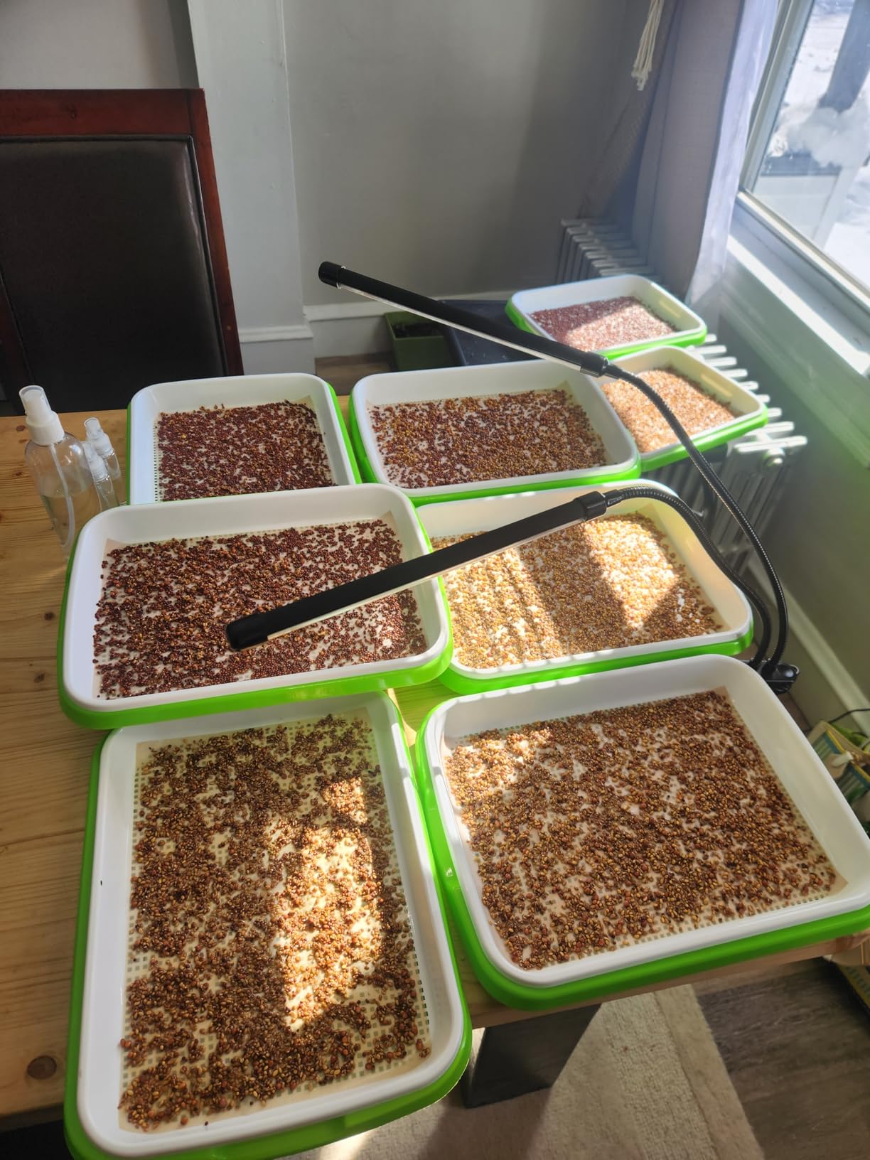 Legigo 10 Pack Seed Sprouter Trays, Microgreens Growing Trays Kit | BPA Free & Soil Free, Reusable Sprouting Kit with Germination Paper for Wheatgrass, Beans, Cat Grass and Indoor Gardening customer photo 1