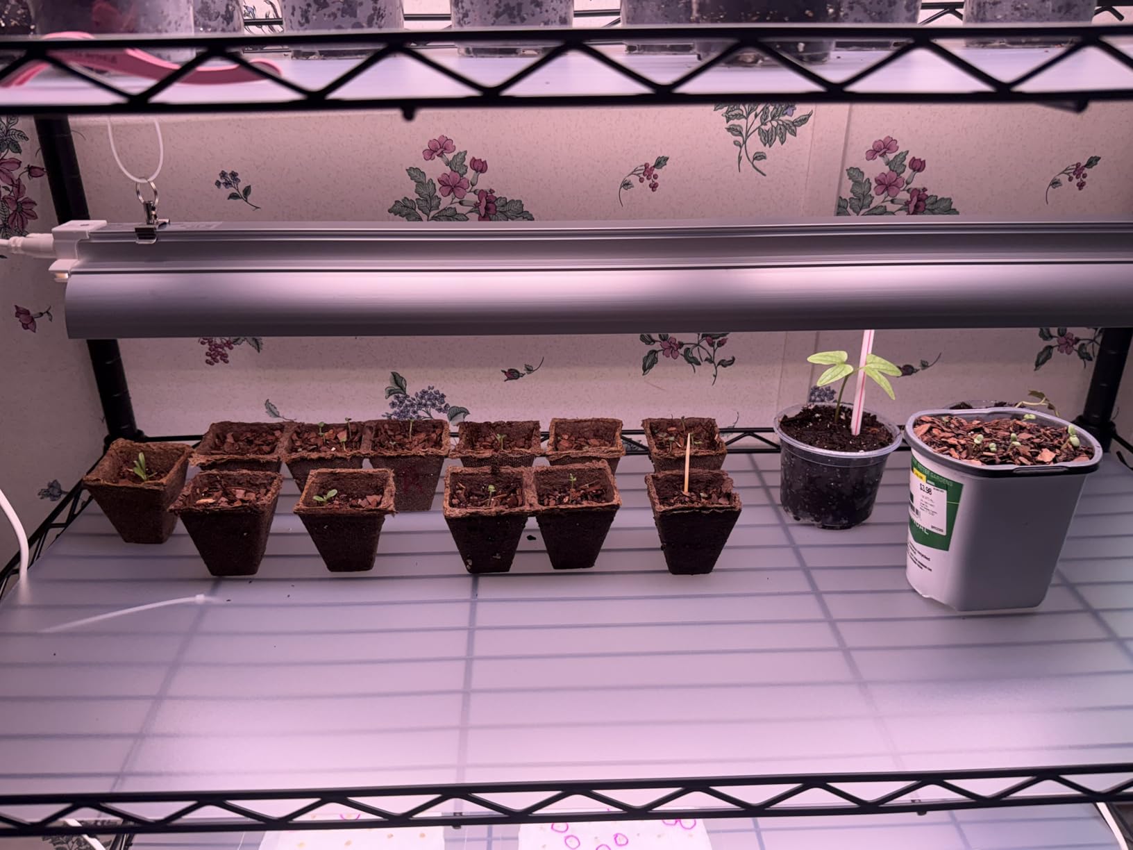 Bstrip 6-Tier Indoor Greenhouse with Grow Light, 29.5x13.8x71in | Indoor Greenhouse, 5-Pack Full Spectrum Plant Lights, 150W Total, 3 Light Modes, Ideal for Seed Starting, Indoor Growing customer photo 1
