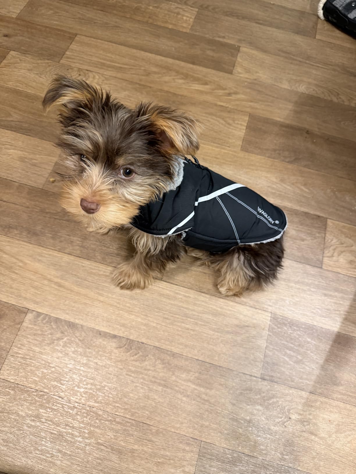 VIVAGLORY Dog Jacket Warm Snowrap Dog Winter Coat Vest, M, Turquoise | Fleece Lined Heavy Duty Reflective Water Resistant, Puppy Fleece Coat with Harness Hole & Zipper for Cold Weather & Snow customer photo 2