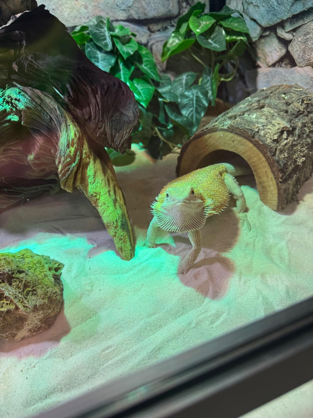 Reptile Habitats 4x2x2 (120 Gallon) Reptile Enclosure V3 PVC Panels, Glass Doors, Lightweight, Easy to Assemble, Heavy Duty Screen, Aluminum Frame customer photo 2