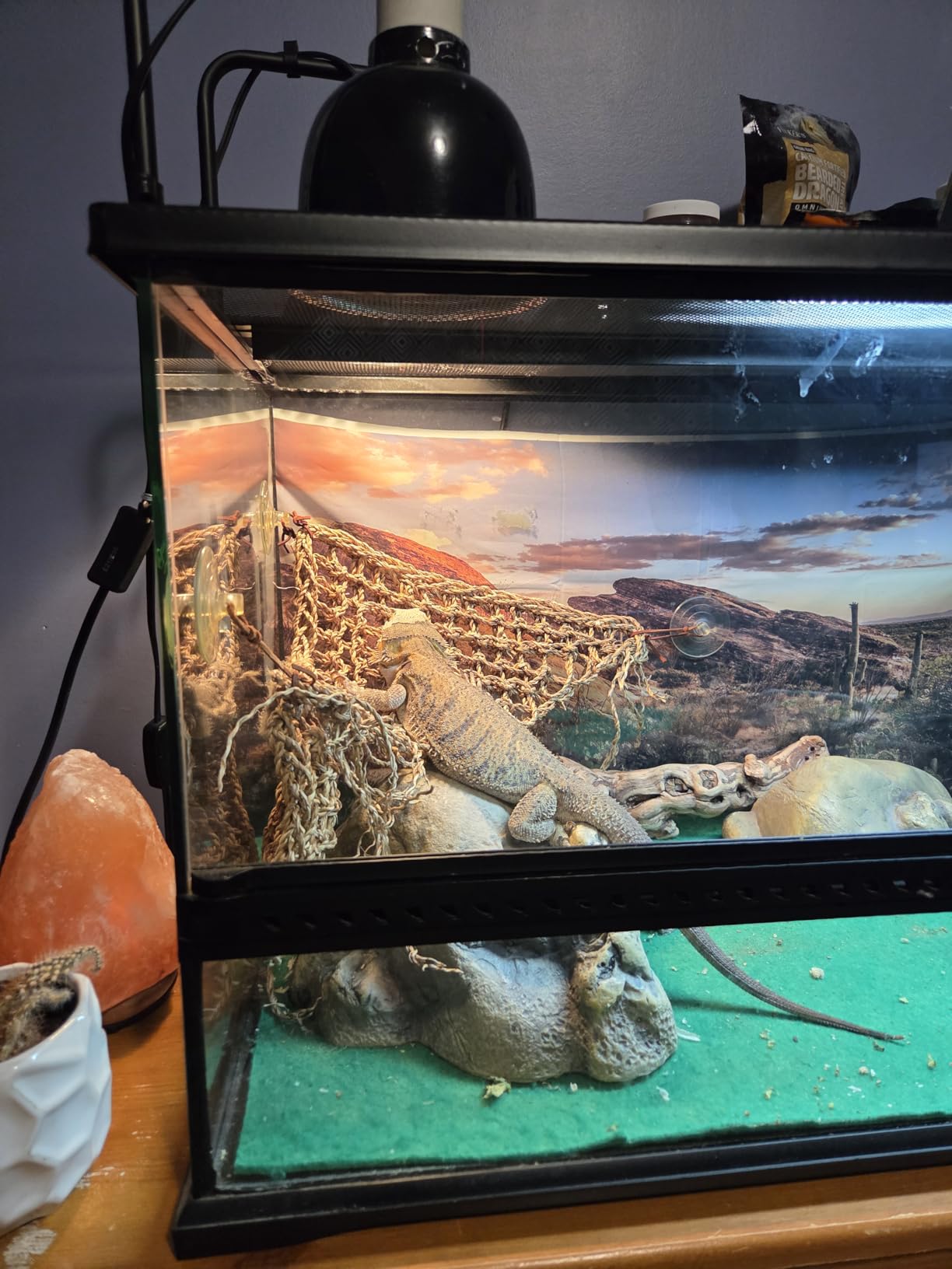 LUCKY HERP Reptile Heat Lamp Bulbs 100W, UVA Daylight Basking Bulbs 2 Pack | Fast Heating, Simulates Natural Sunlight, Ideal for Bearded Dragons Geckos Lizards Turtles Chameleons Amphibians & Chickens customer photo 1