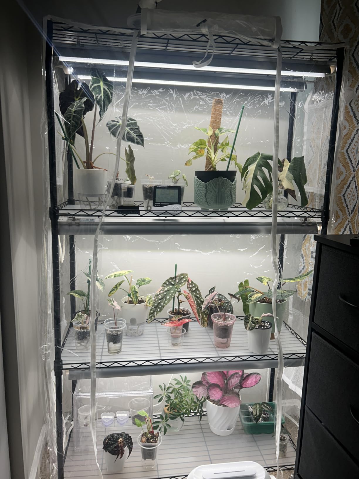 Barrina CX5Z Indoor Greenhouse with Grow Light, 180W, 4-Tier 35.4x13.8x59IN | Full Spectrum T8 Plant Lights, Portable Metal Plant Stand Tent, Timer, Thermometer for Seed Starting customer photo 1
