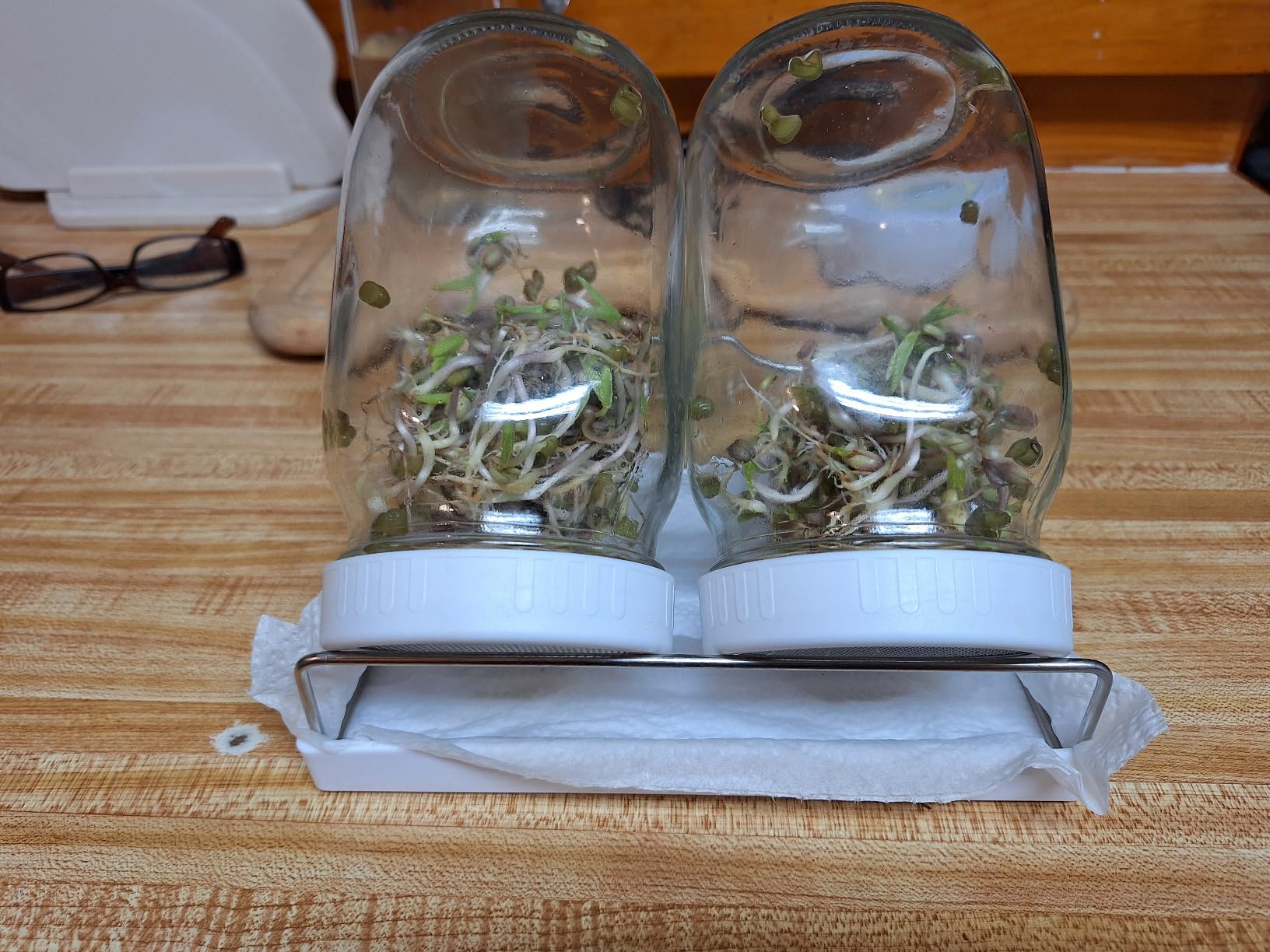 Complete Sprouting Jar Kit | 2 Wide Mouth Mason Jars, 316 Screen Sprout Lids, Blackout Sleeves, Tray, Stand | Sprouter Set for Growing Broccoli, Alfalfa and More-Seeds not Included customer photo 2