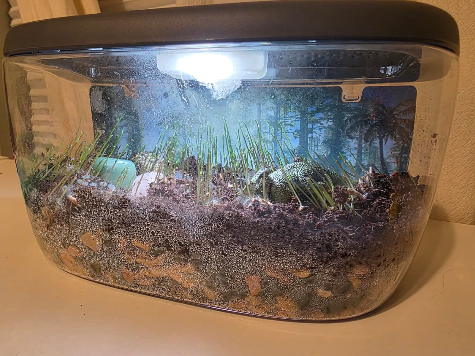 National Geographic Light-Up Dinosaur Terrarium Kit for Kids Ages 6+ | Real Plants and Gemstones, Night Light, Dino Habitat, DIY Science Activity, Dinosaur Toys, Birthday Gift customer photo 1