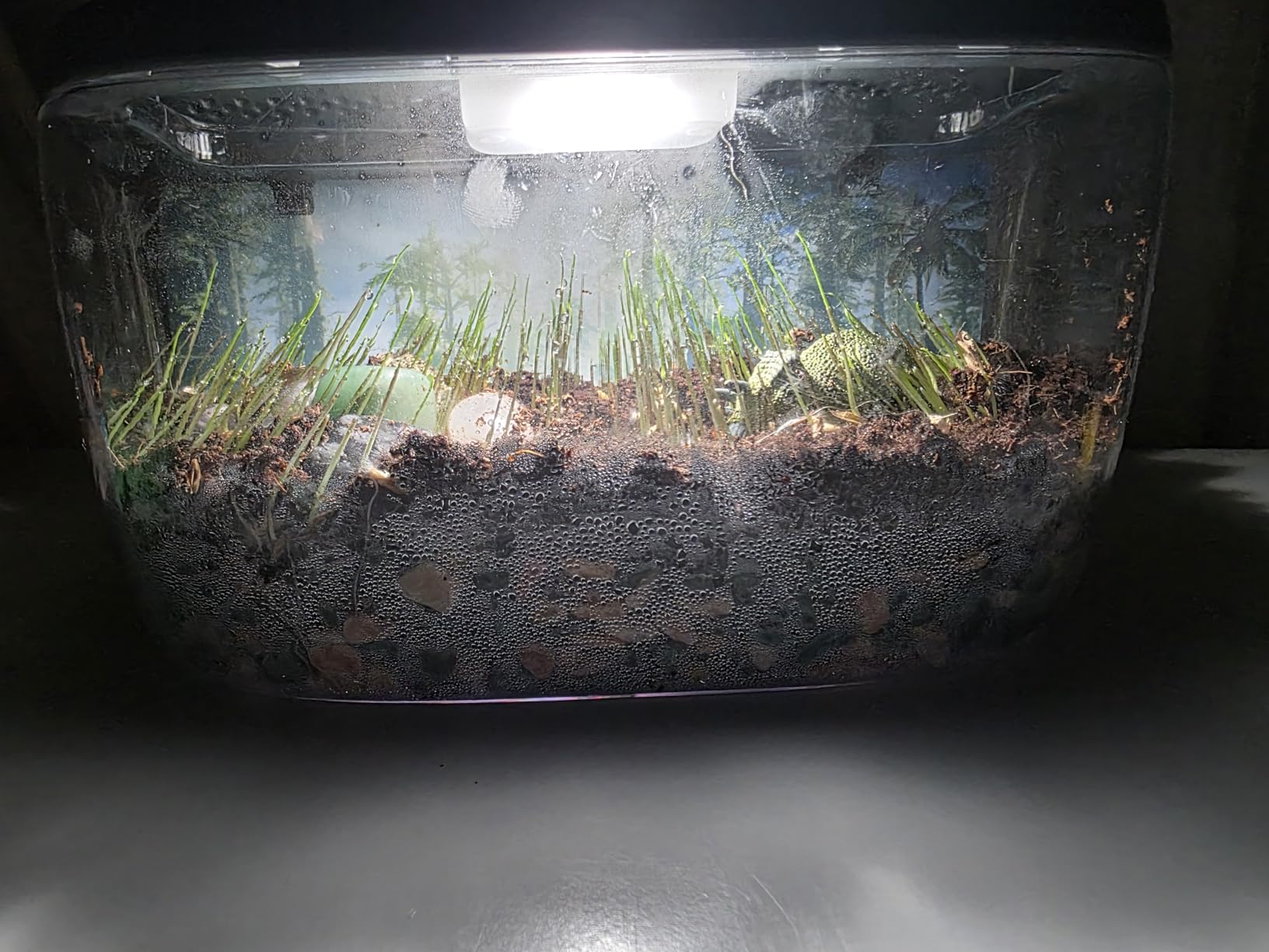 National Geographic Light-Up Dinosaur Terrarium Kit for Kids Ages 6+ | Real Plants and Gemstones, Night Light, Dino Habitat, DIY Science Activity, Dinosaur Toys, Birthday Gift customer photo 2