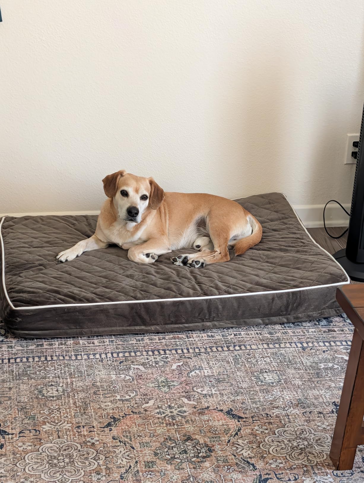WNPETHOME Orthopedic Waterproof Extra Large Dogs Bed with Removable Washable Cover, Multi-Needle Quilting XL Crate Bed for Large Sized Dog, Light Grey customer photo 1