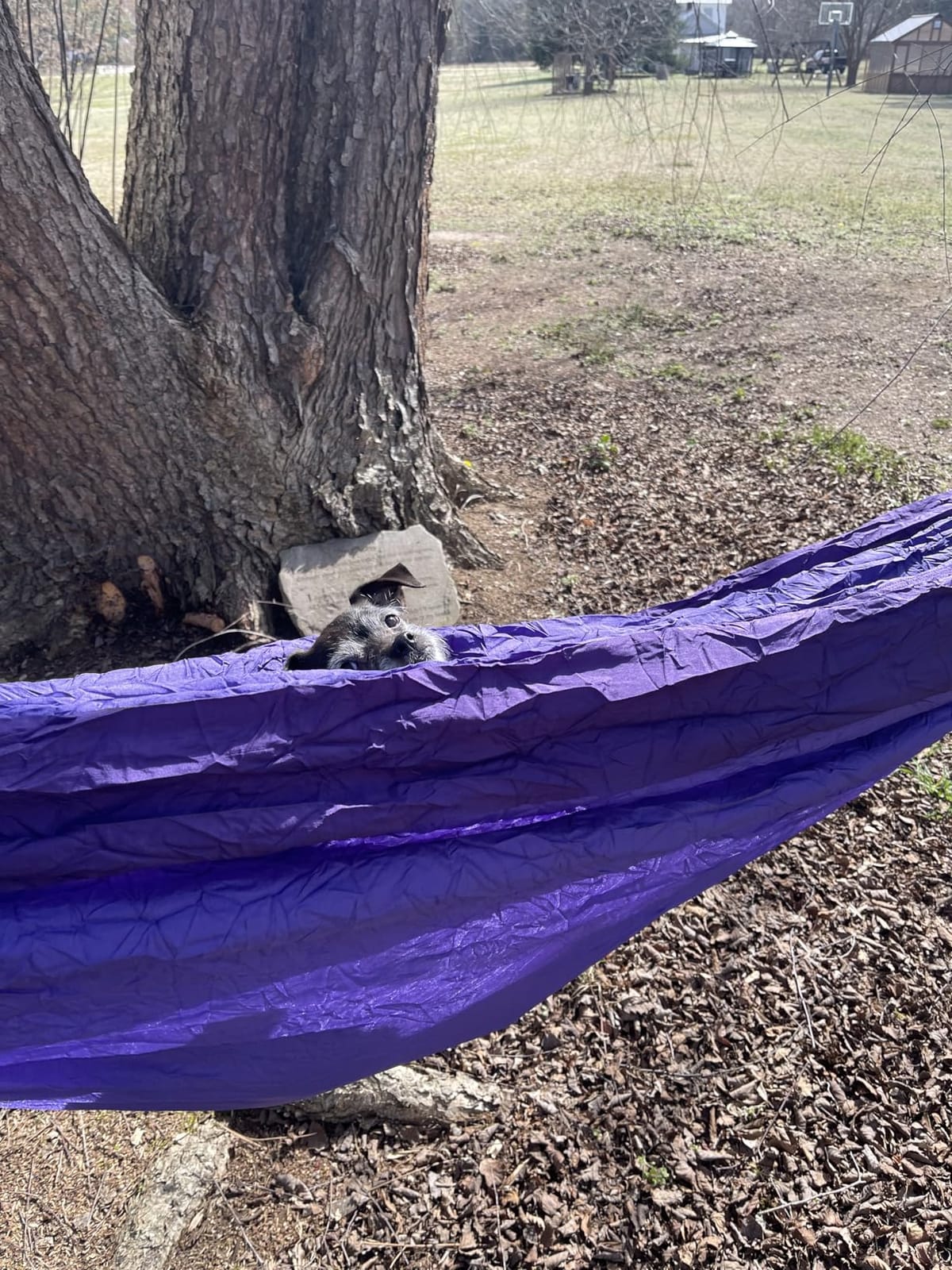 Wise Owl Outfitters Camping Hammock - up to 500lbs Portable Hammock with Tree Straps - Travel, Backpacking, Hiking, Outdoors Camping Gear - Single or Double customer photo 2