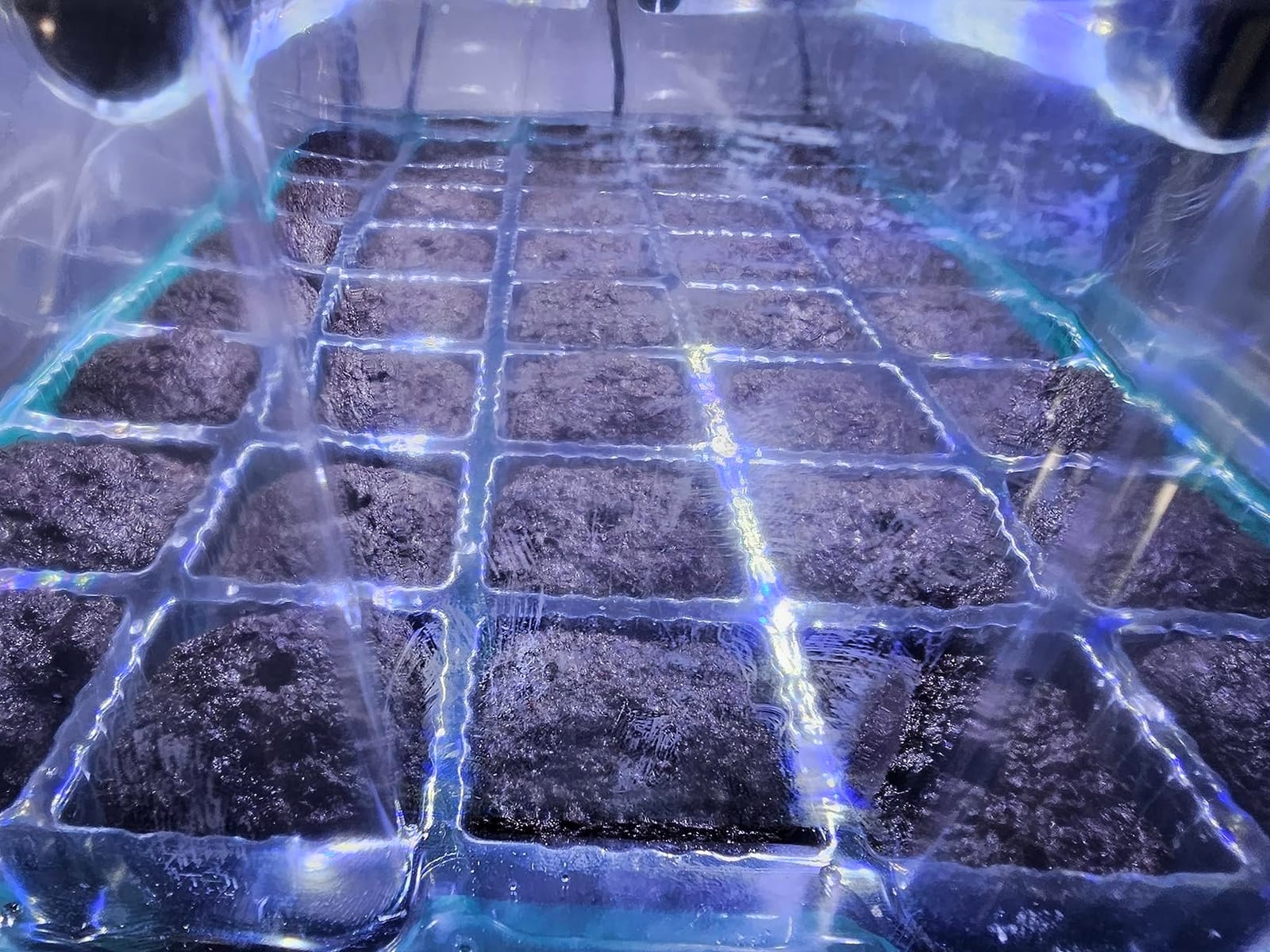 BlumWay Seed Starter Tray with Grow Light, Humidity Dome, 2 Pack 80 Cells | Vented Dome & Drainage Holes, Adjustable Brightness, Seedling Tray for Plant Germination, Seed Growing, Indoor Plant Starter customer photo 2