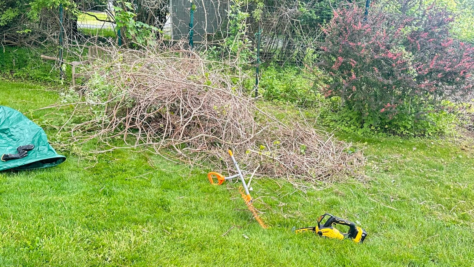 DEWALT 20V MAX 8 inch Brushless Cordless Pruning Chainsaw with 3 Ah Battery Included (DCCS623L1) customer photo 1
